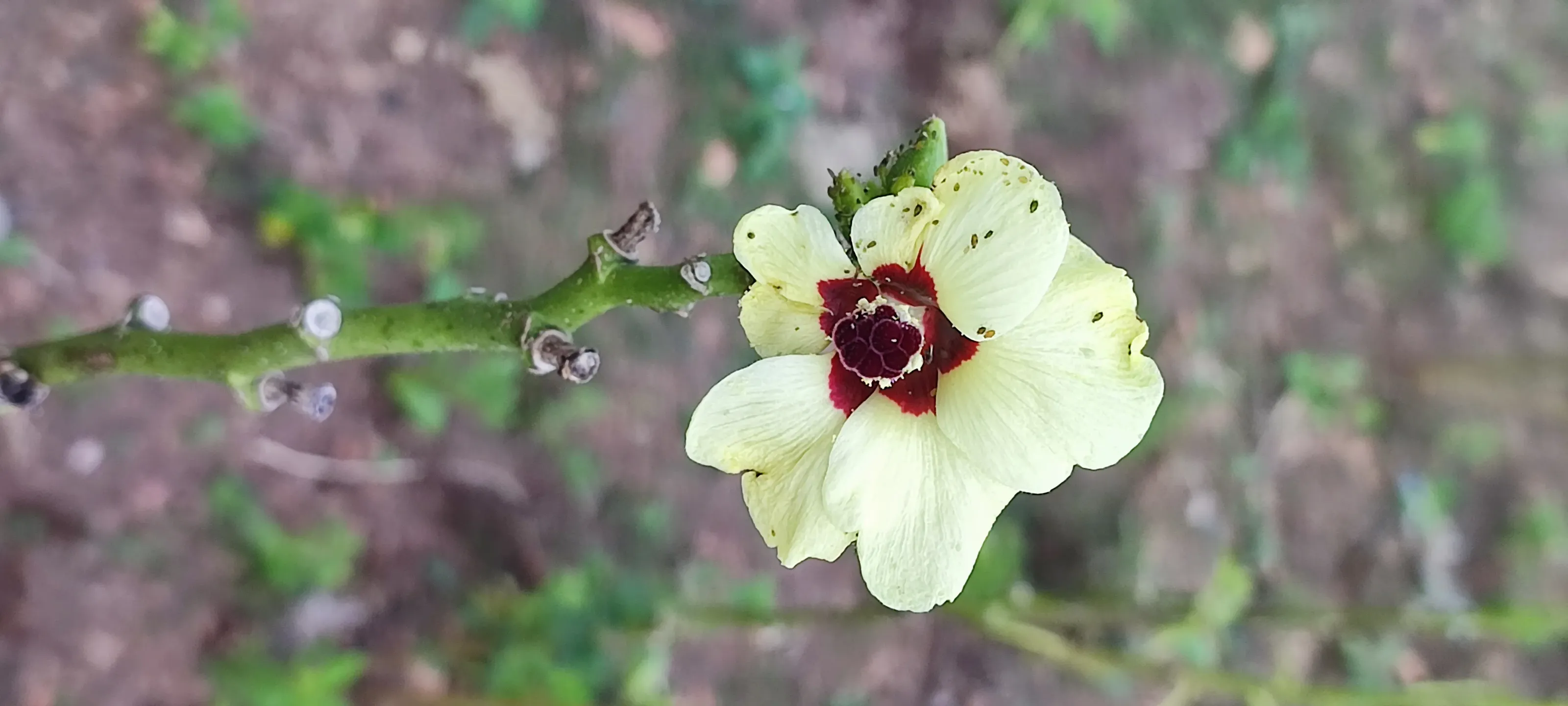 okra plant