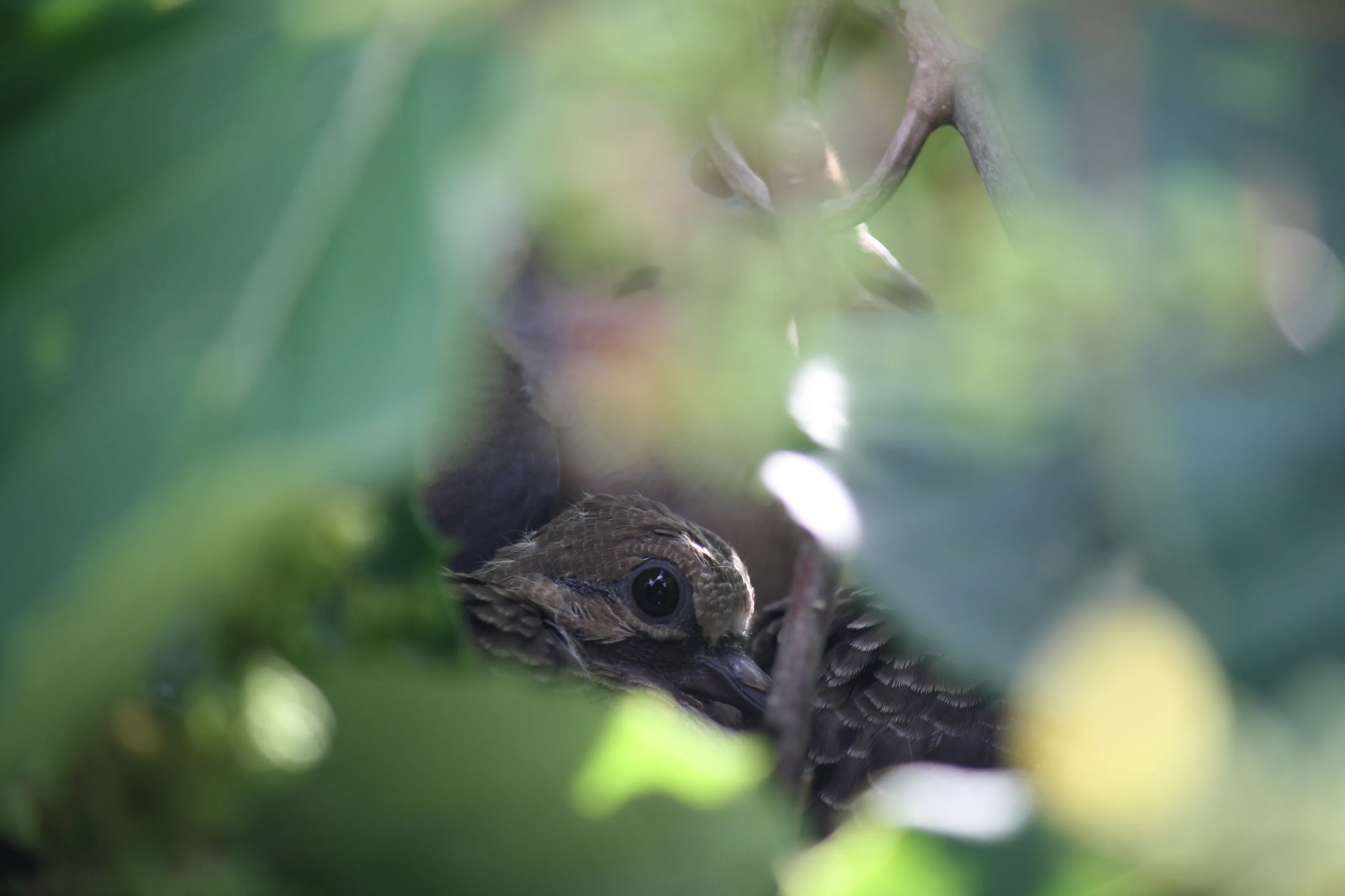 Baby bird at home with their mother