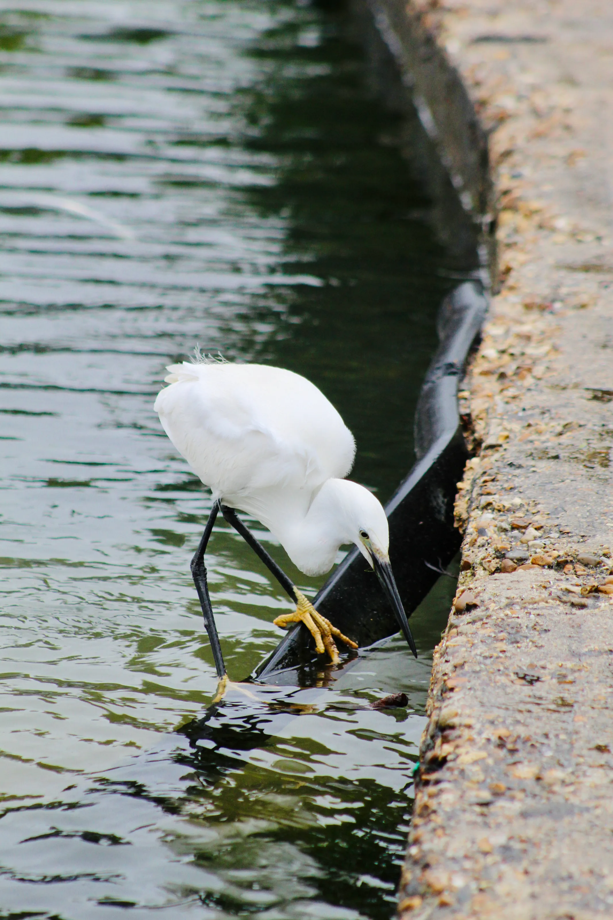 The Egret of Southsea
