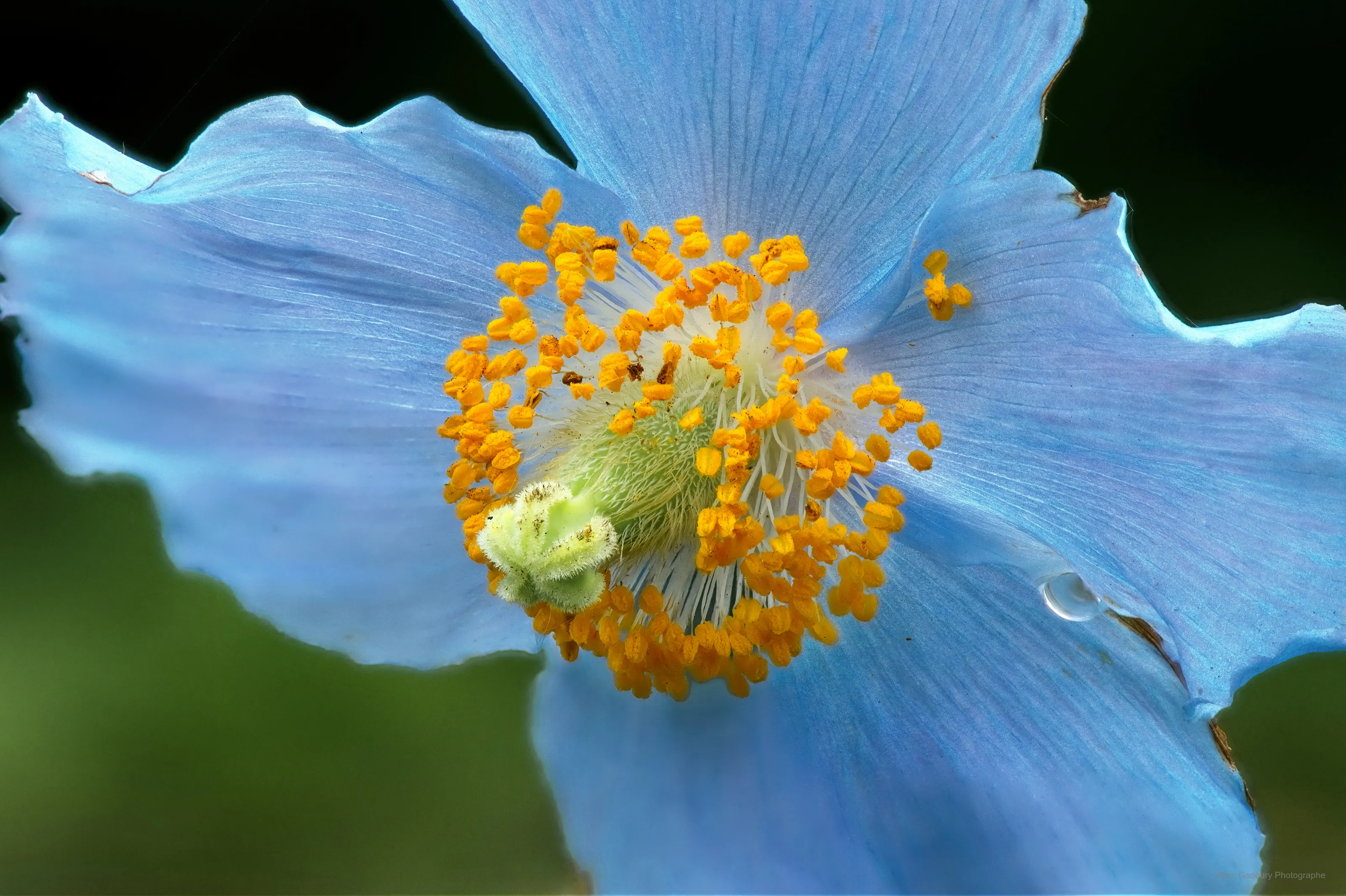 Blue Poppy