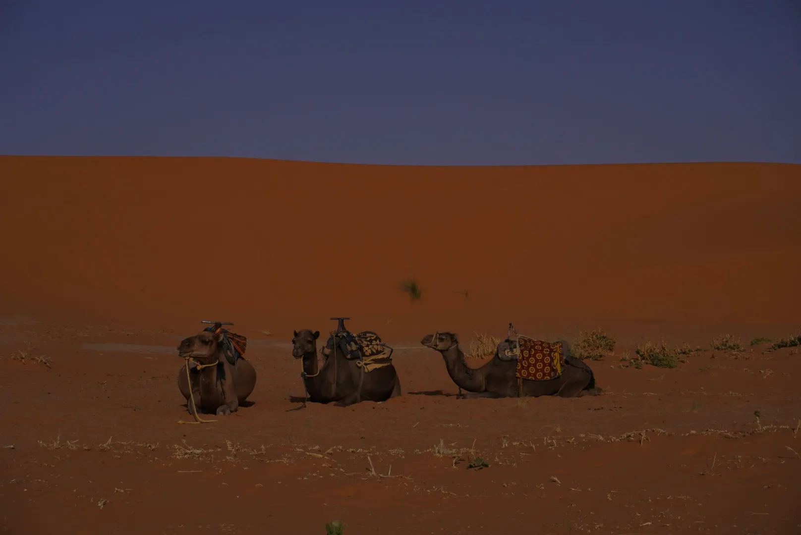 Camels of Merzouga