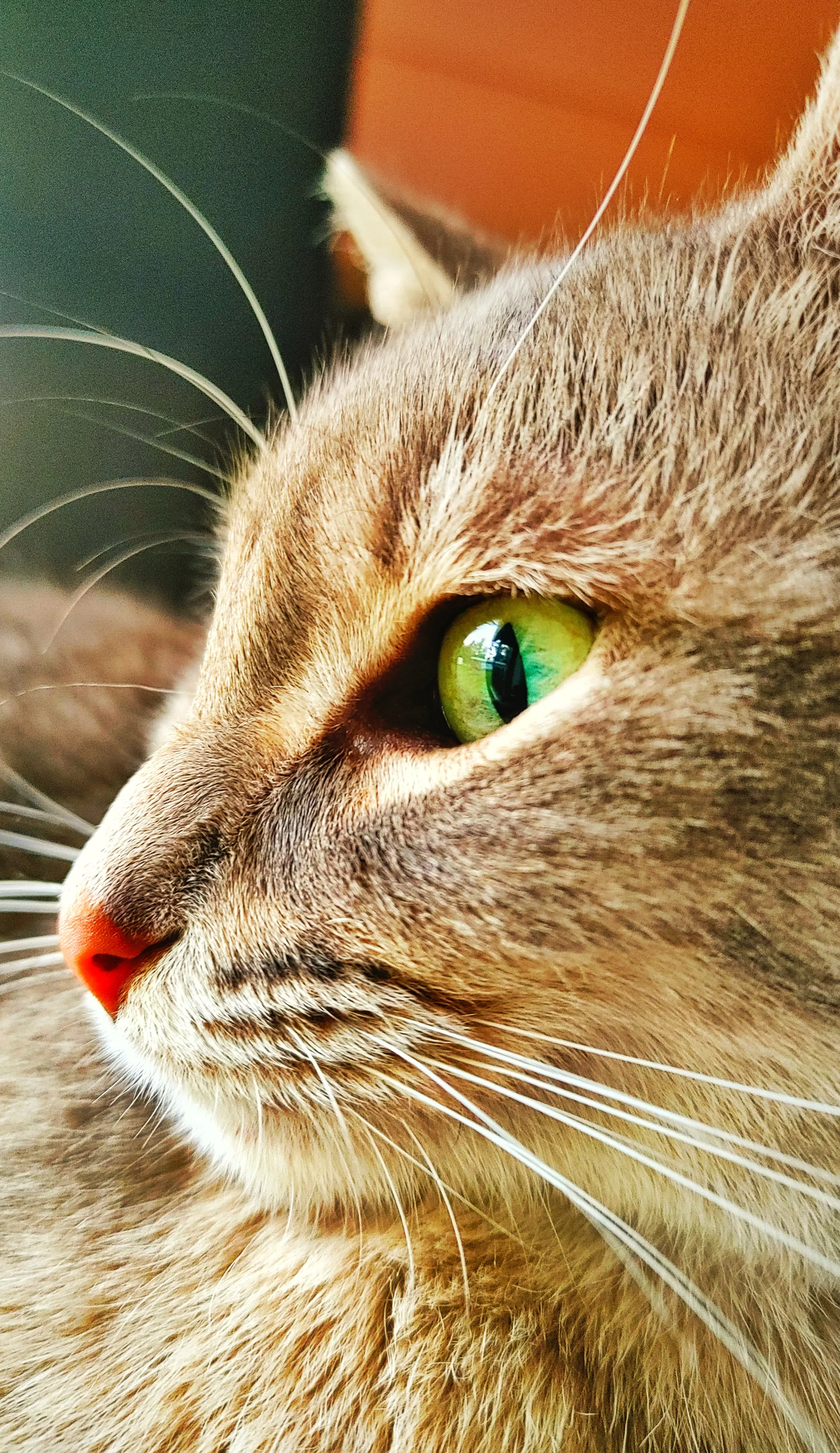 Cat's Eye