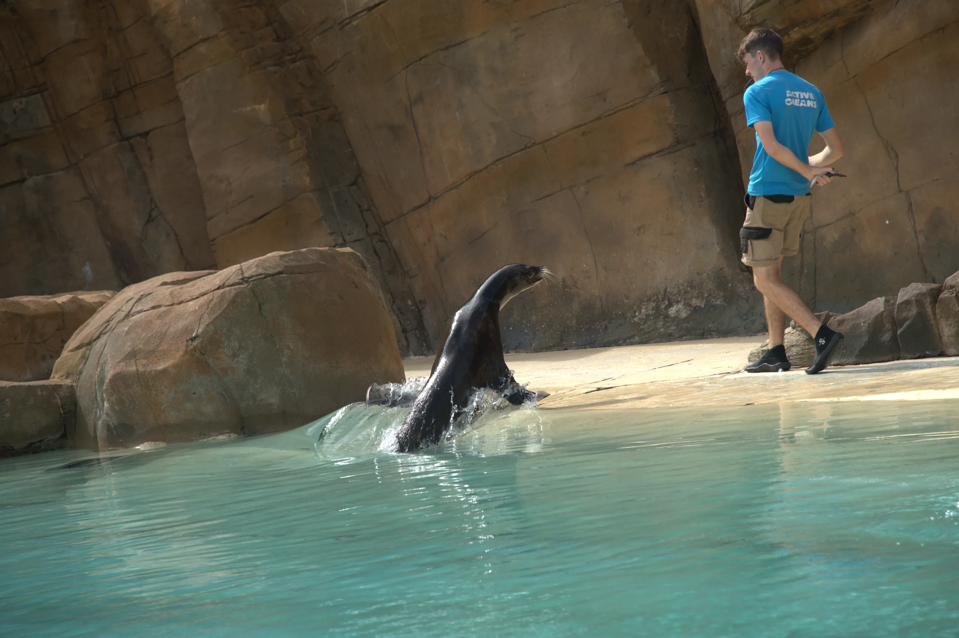 Seals and Sea Lions