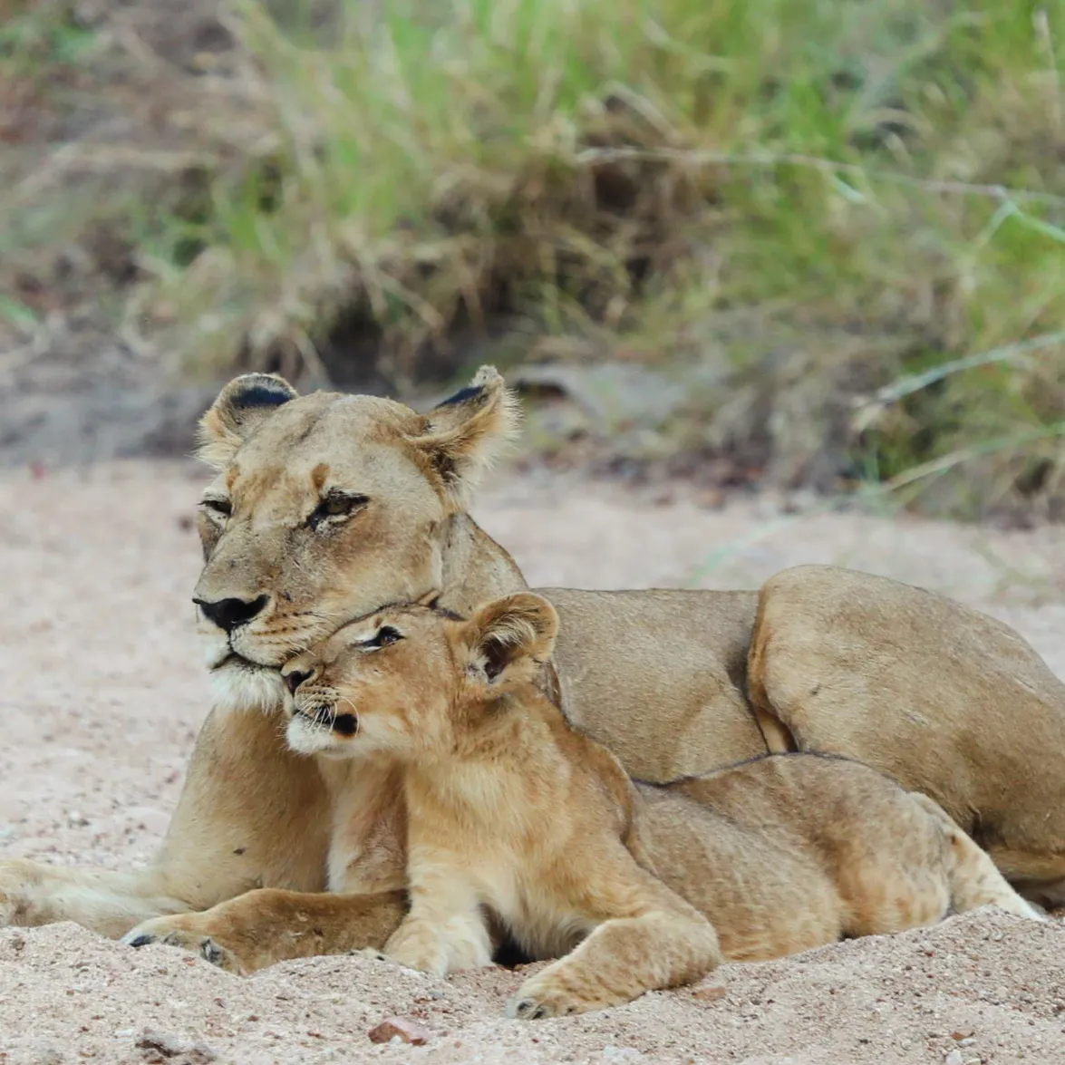 Mum & Cub
