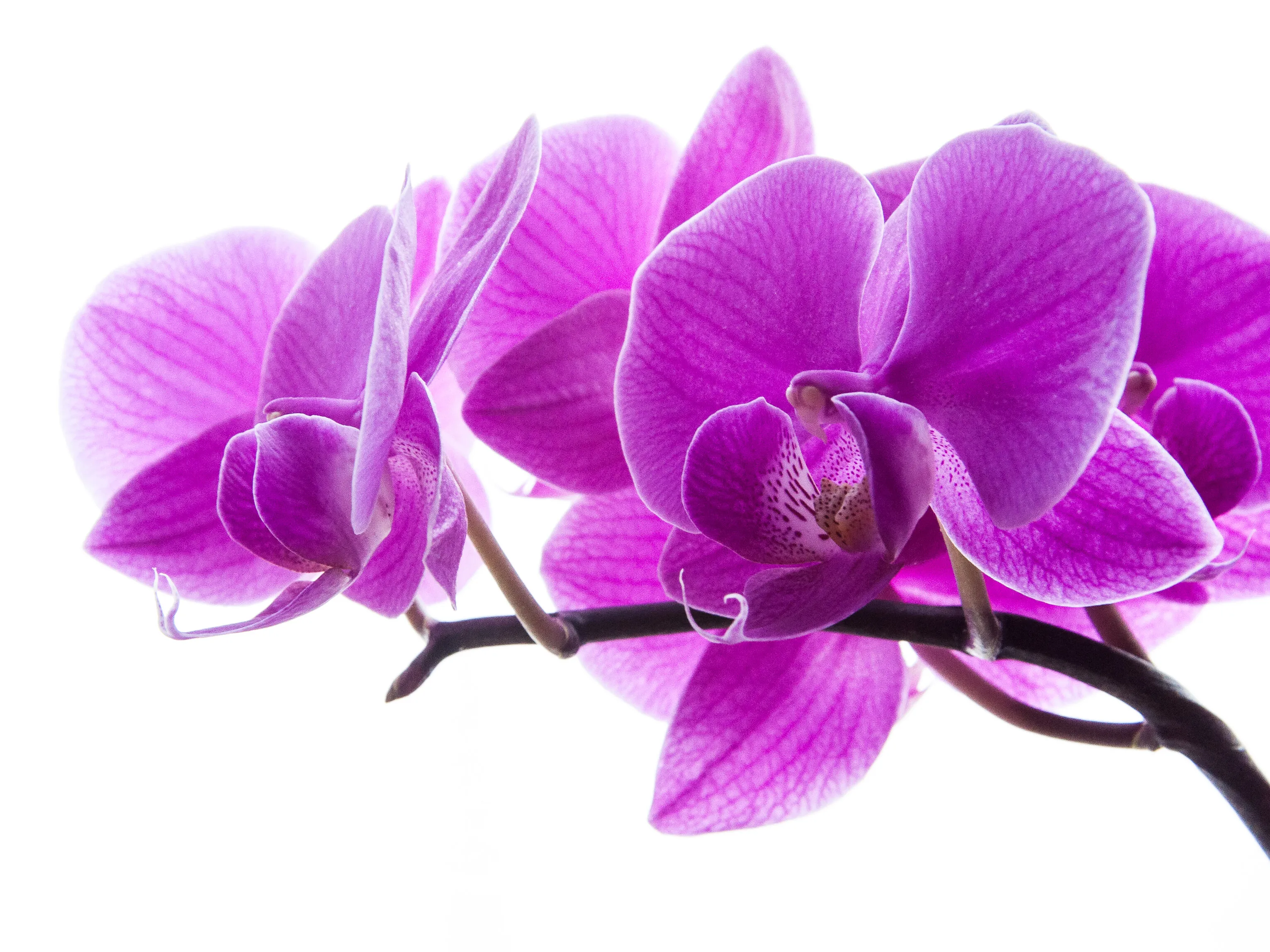 Orchid in detail