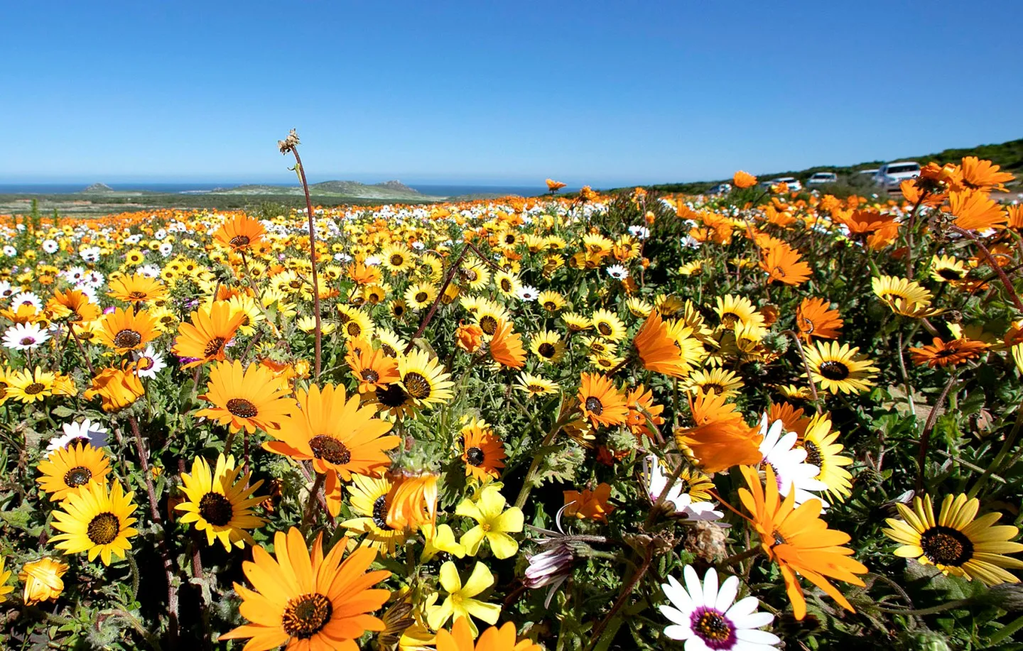 Wildflowers natural phenomenon