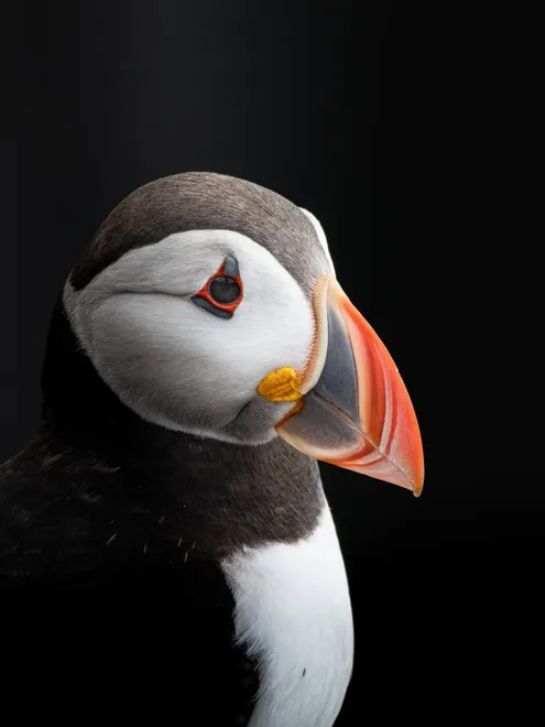 Low Key Puffin Portrait