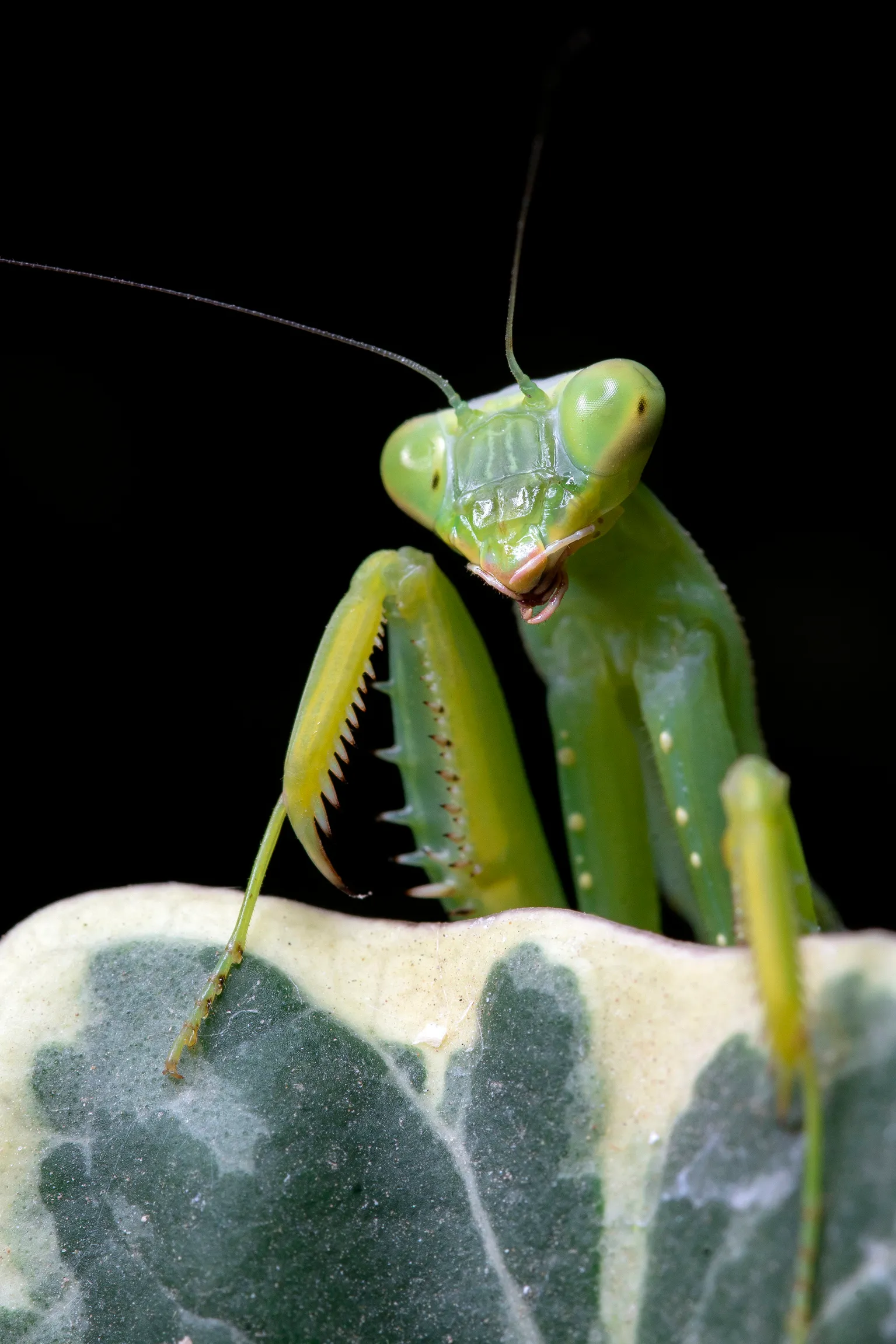 Mantis