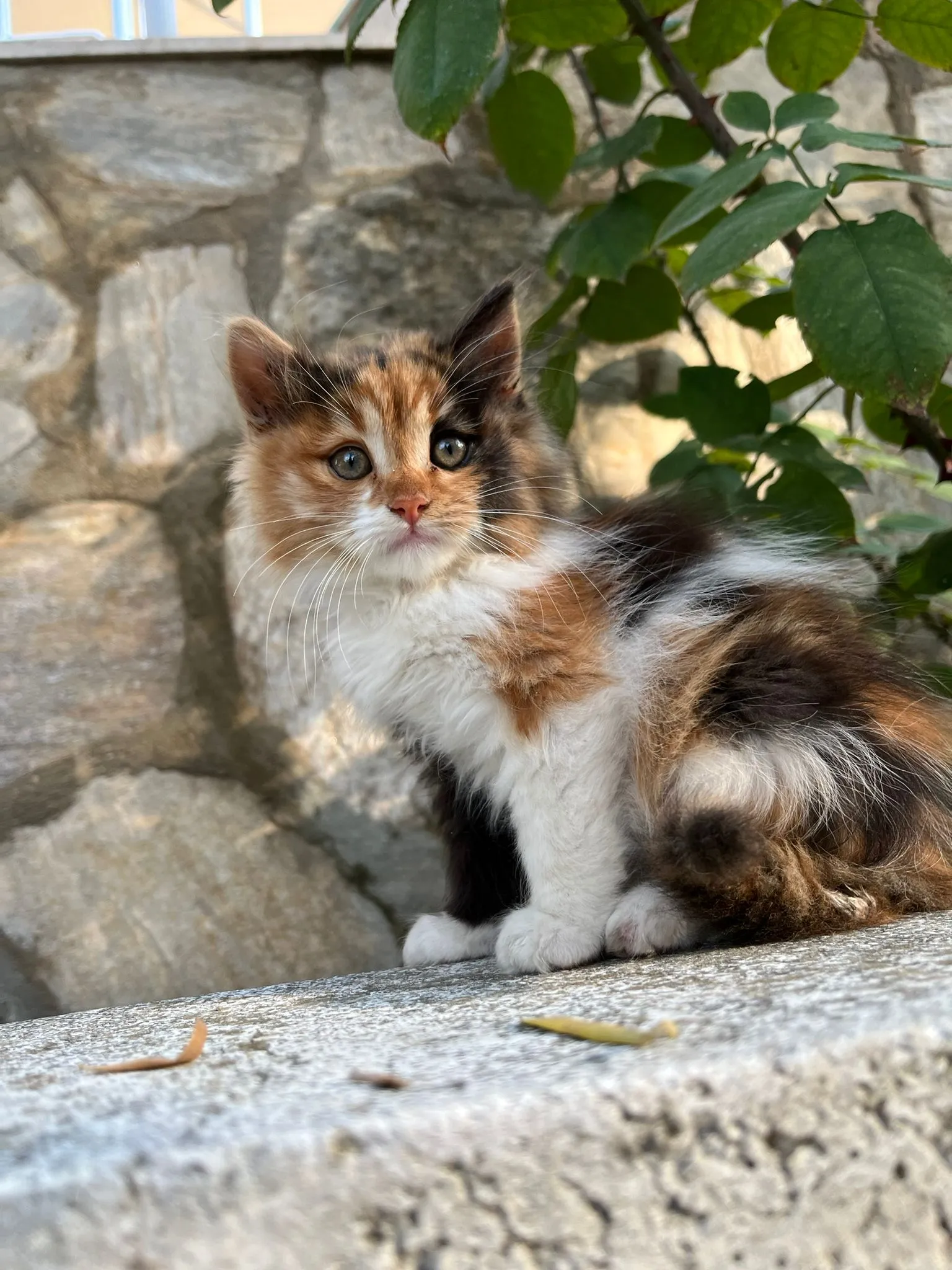 Kitten in the garden