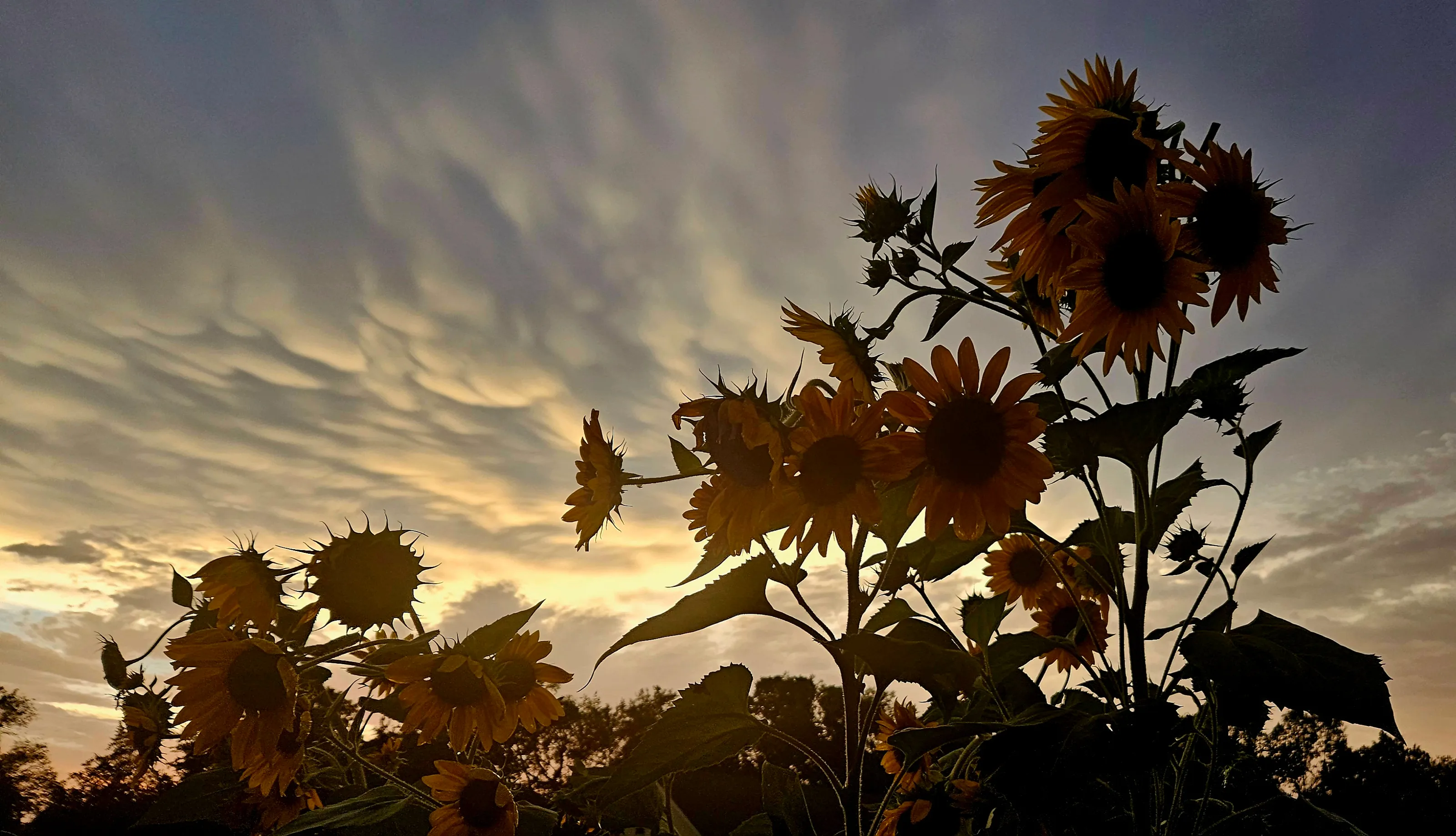 Evening Sunflowers