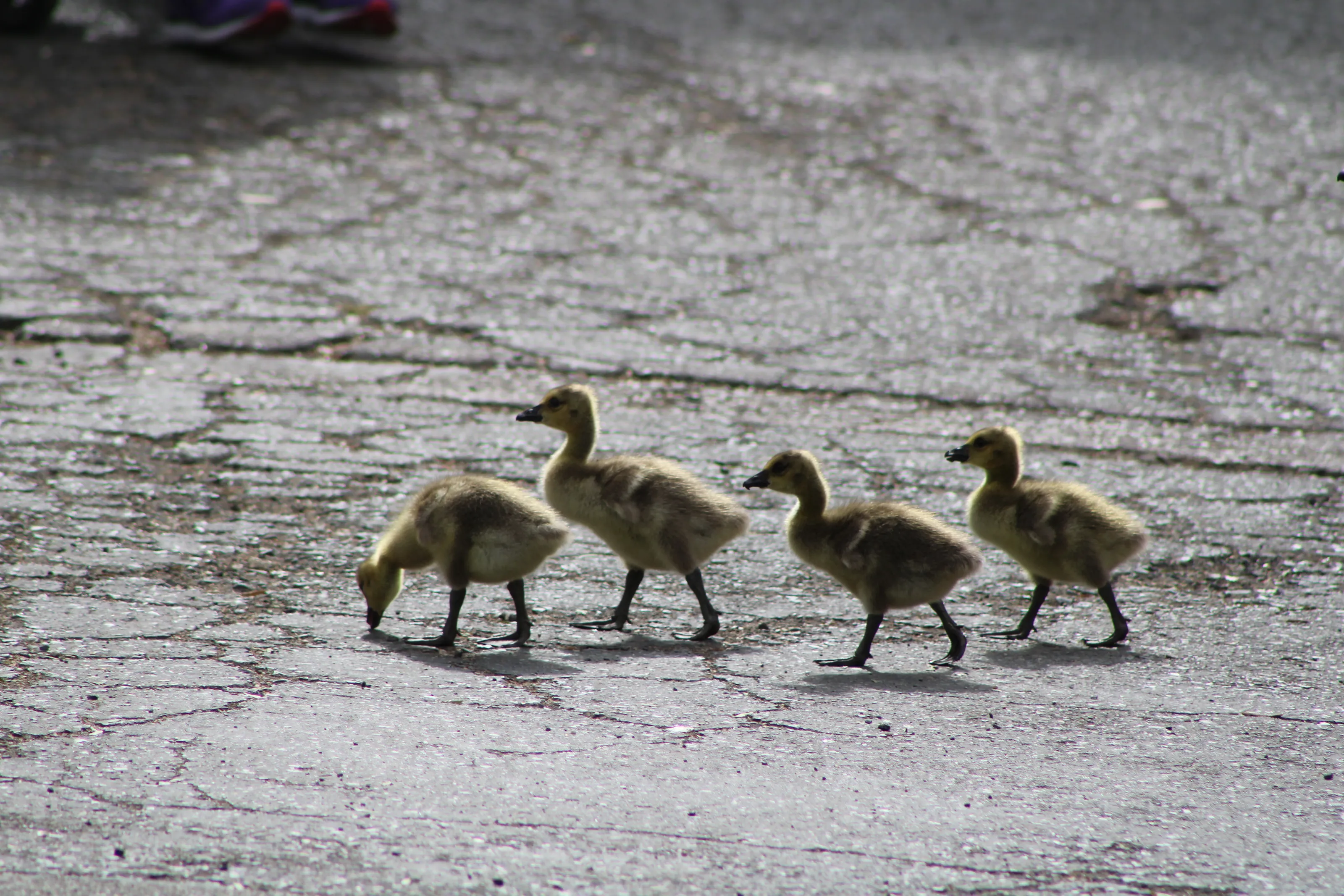 Rush-hour at duckling crosswalk