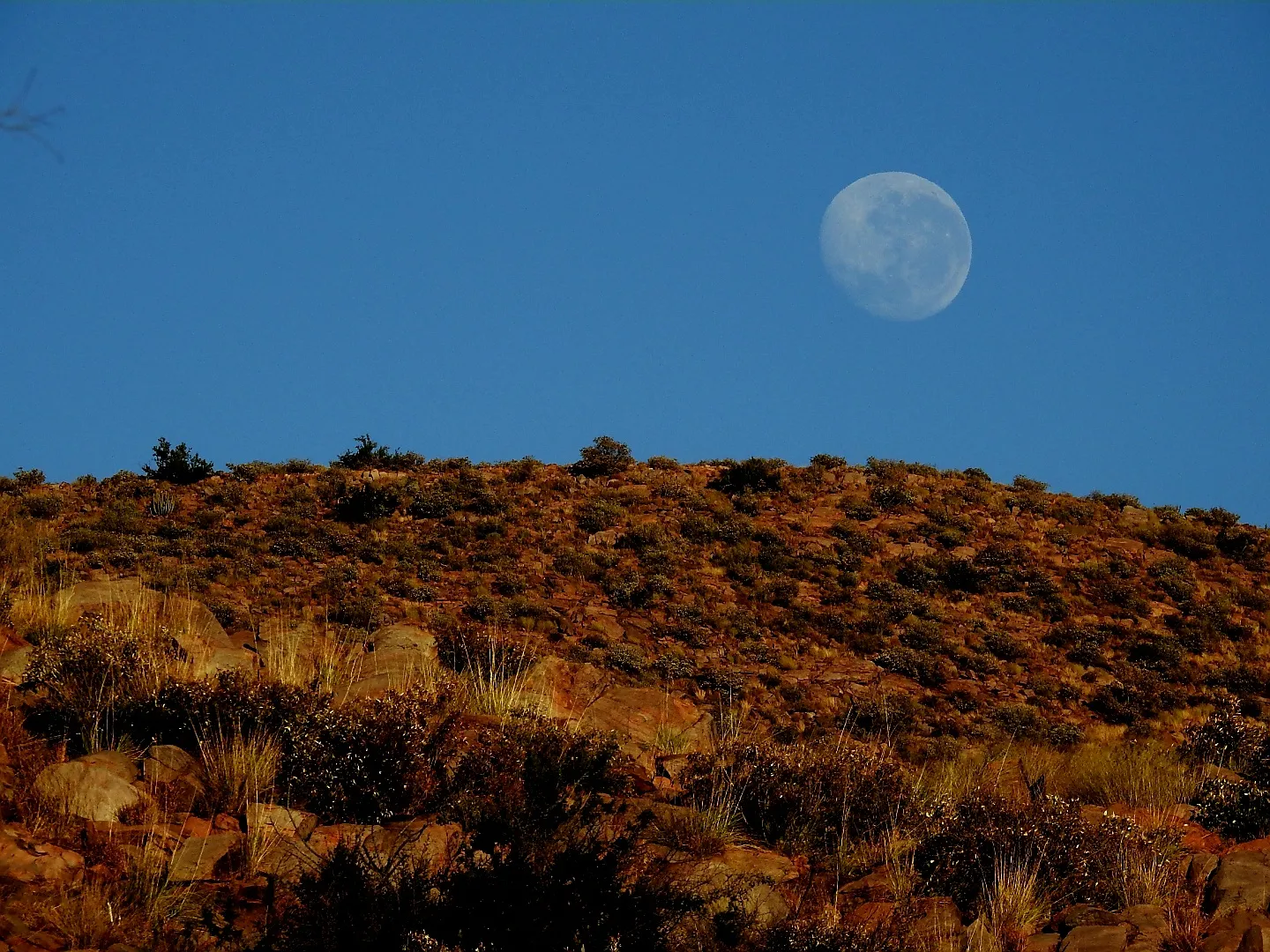 Morning moon