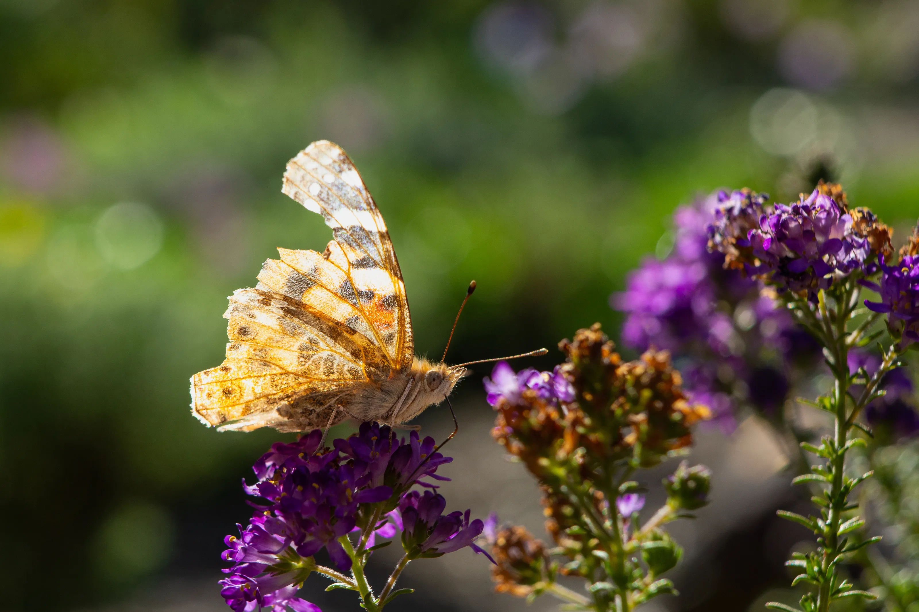 Butterfly on flower