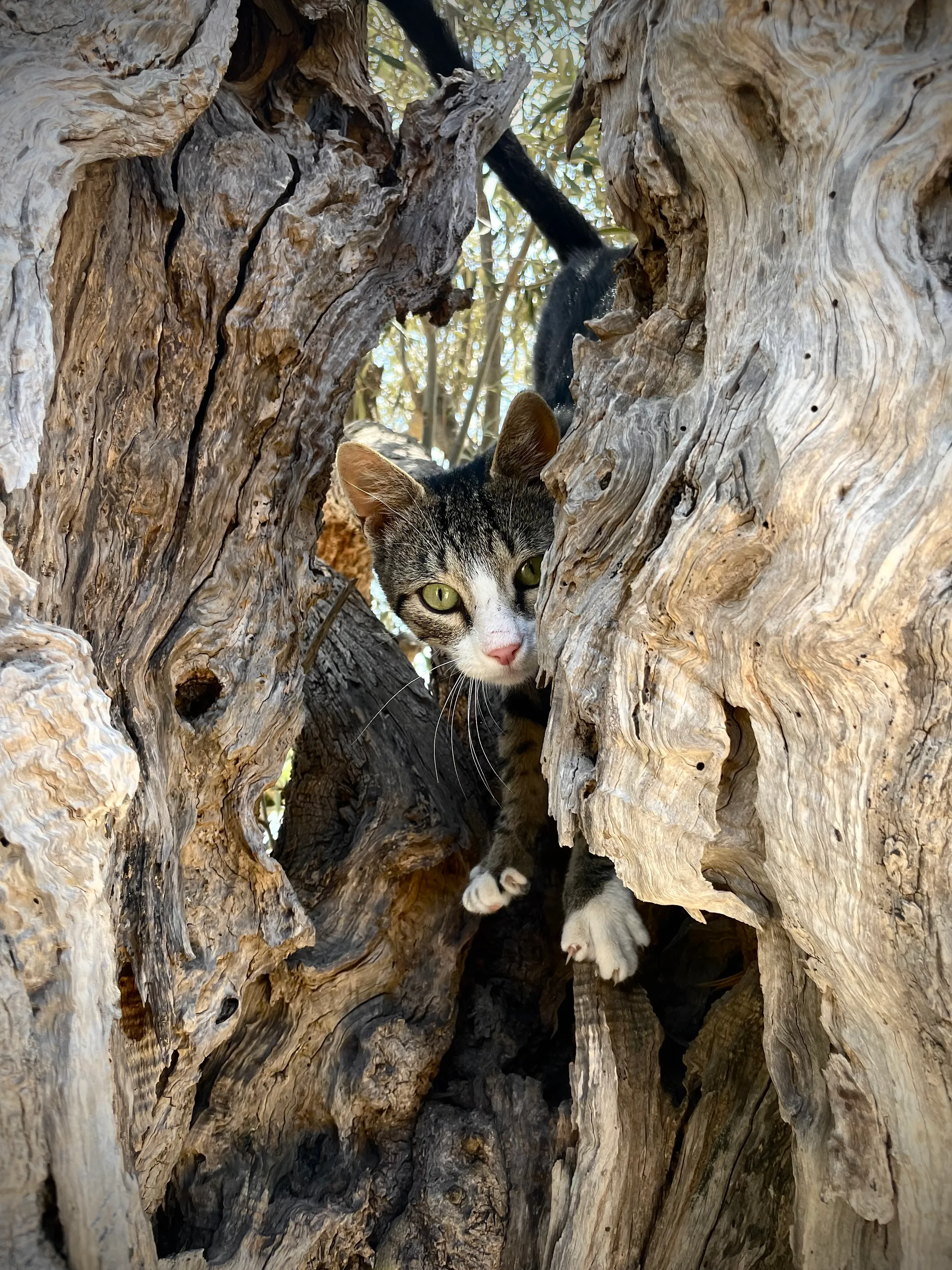 Olive Tree Gaze