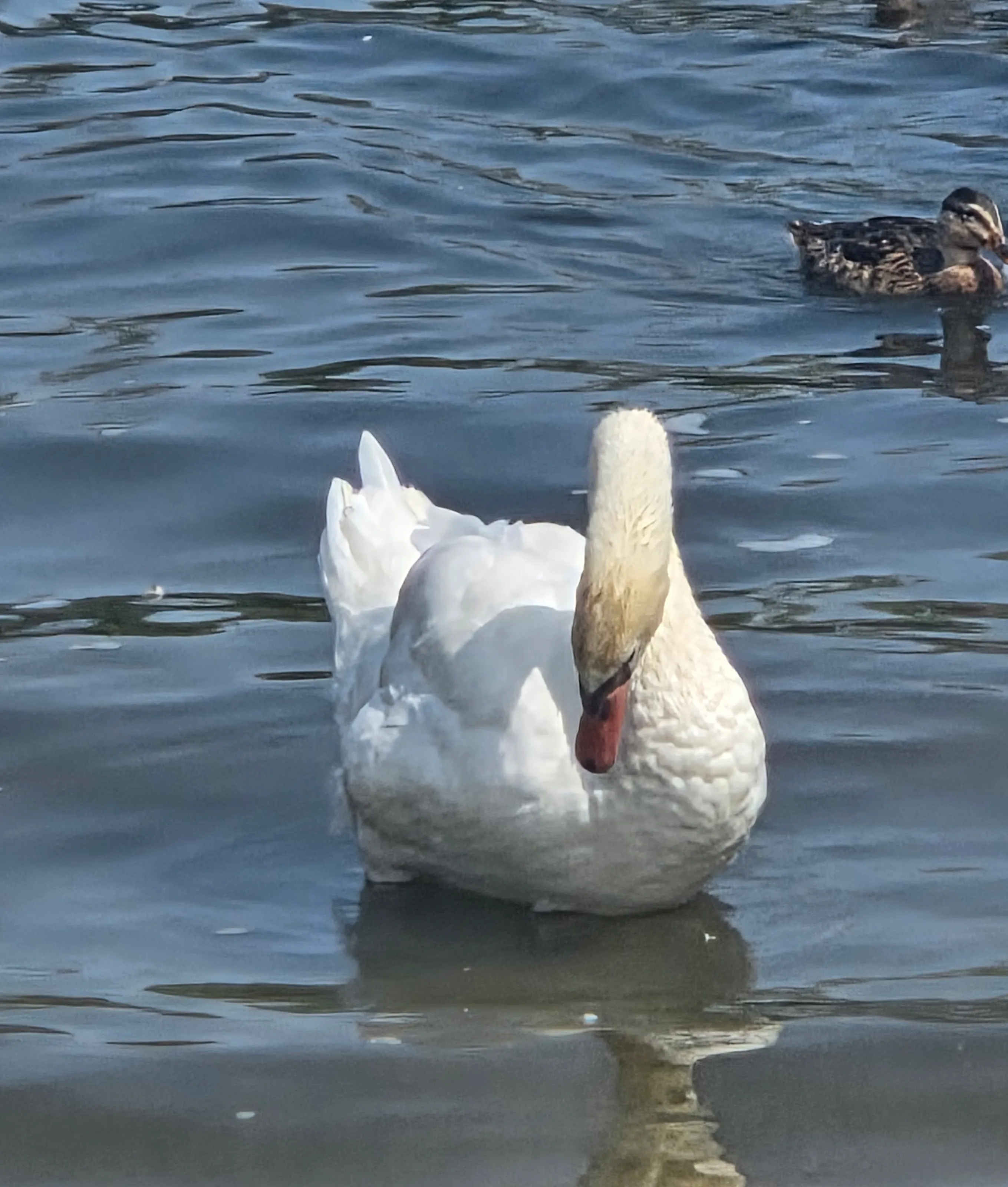 Banner image