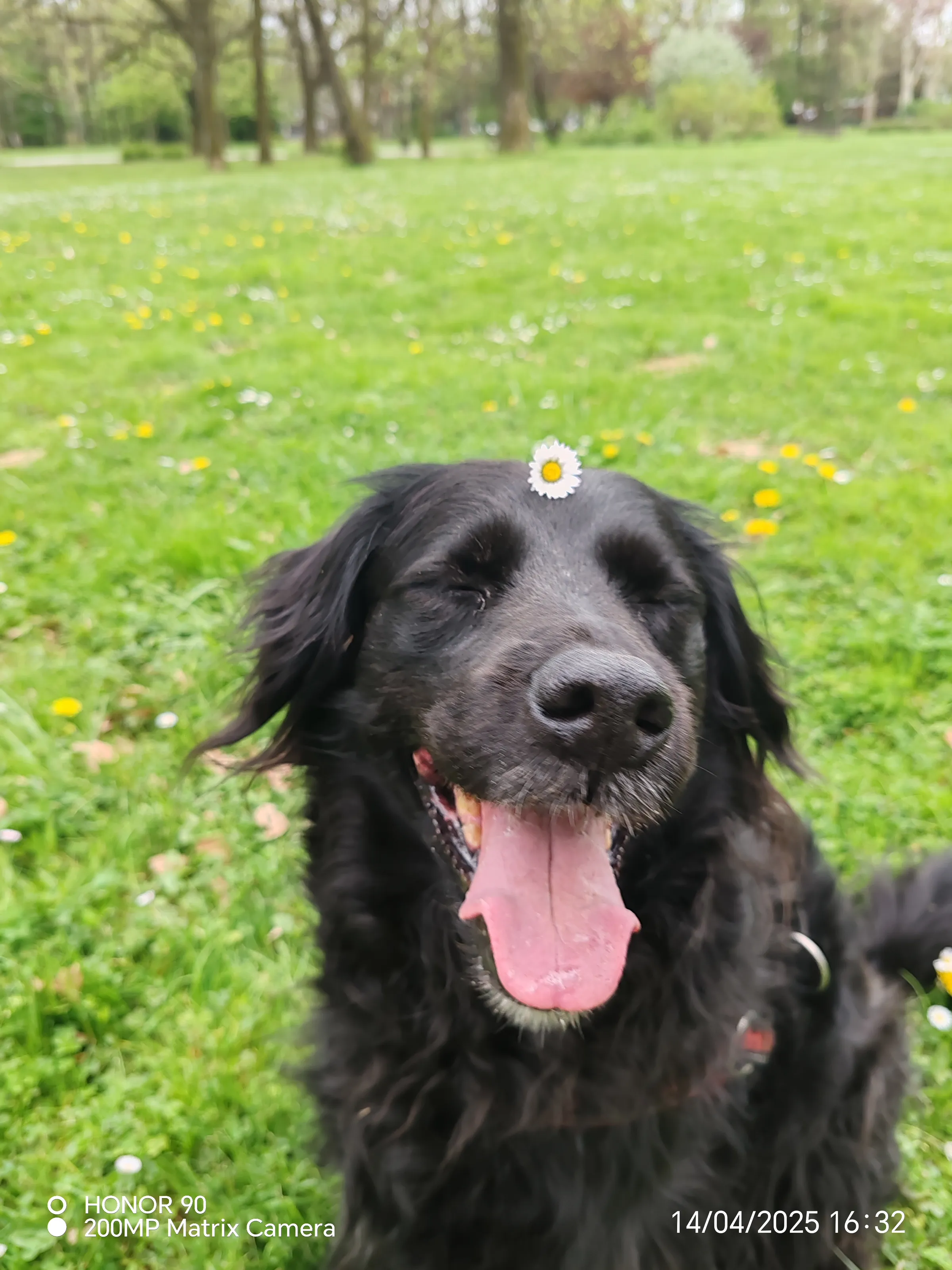 Black dogs are beautiful