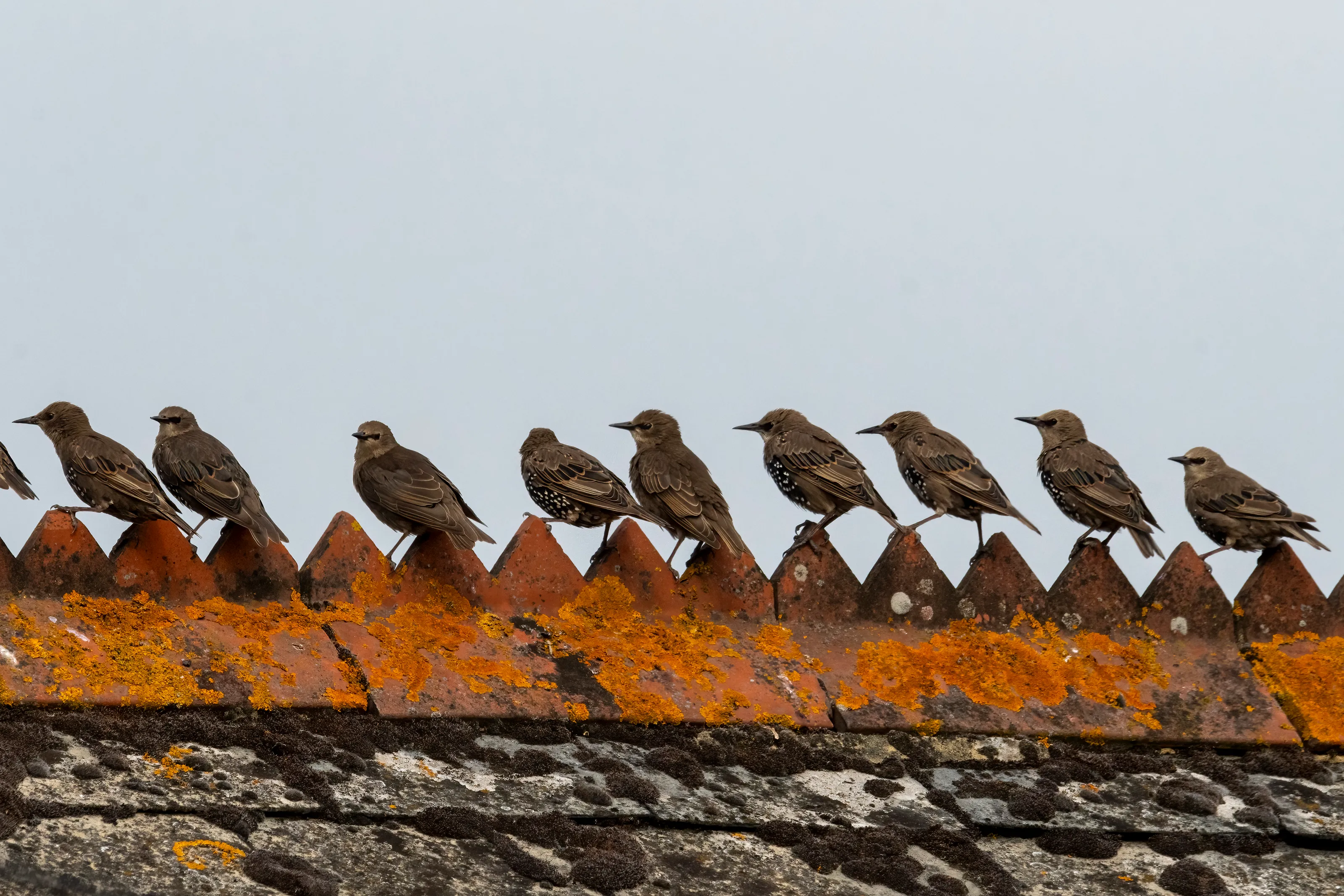 Rooftop starlings, Sussex