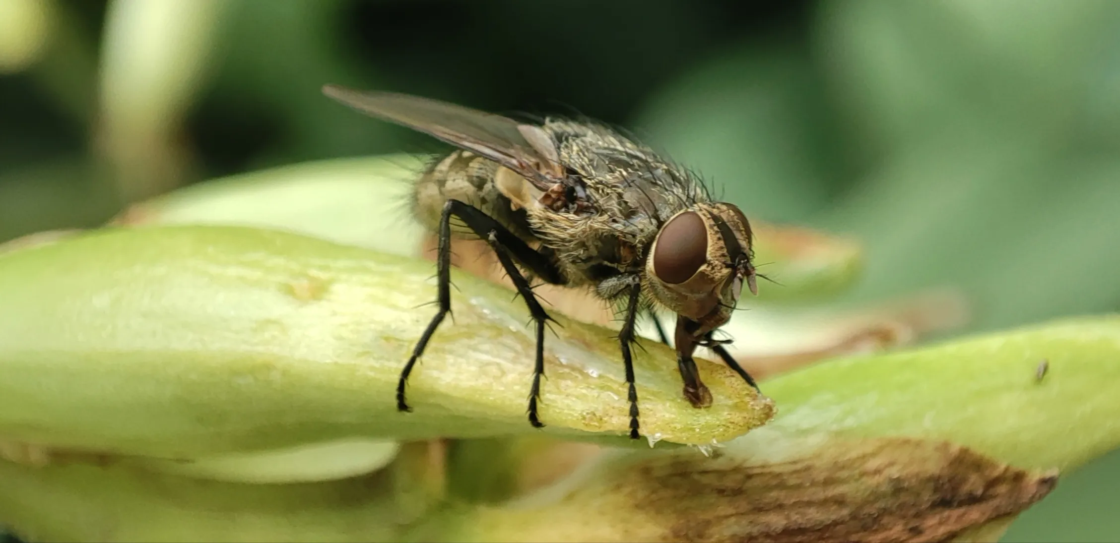 The Fly and I