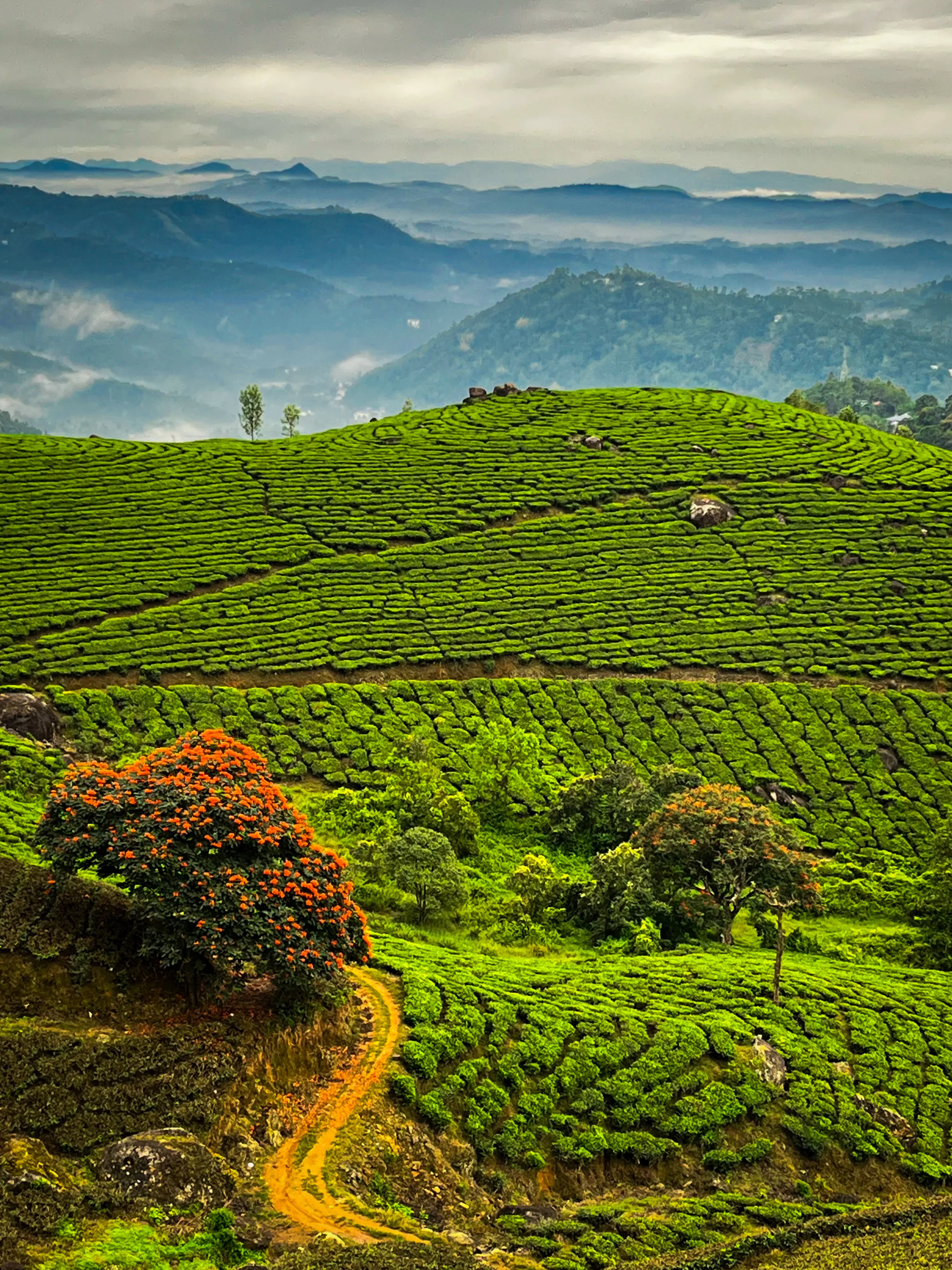 Foggy morning in hills