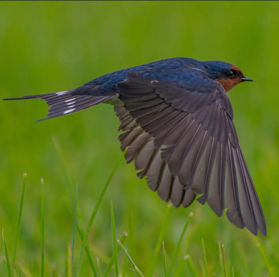Welcome Swallow