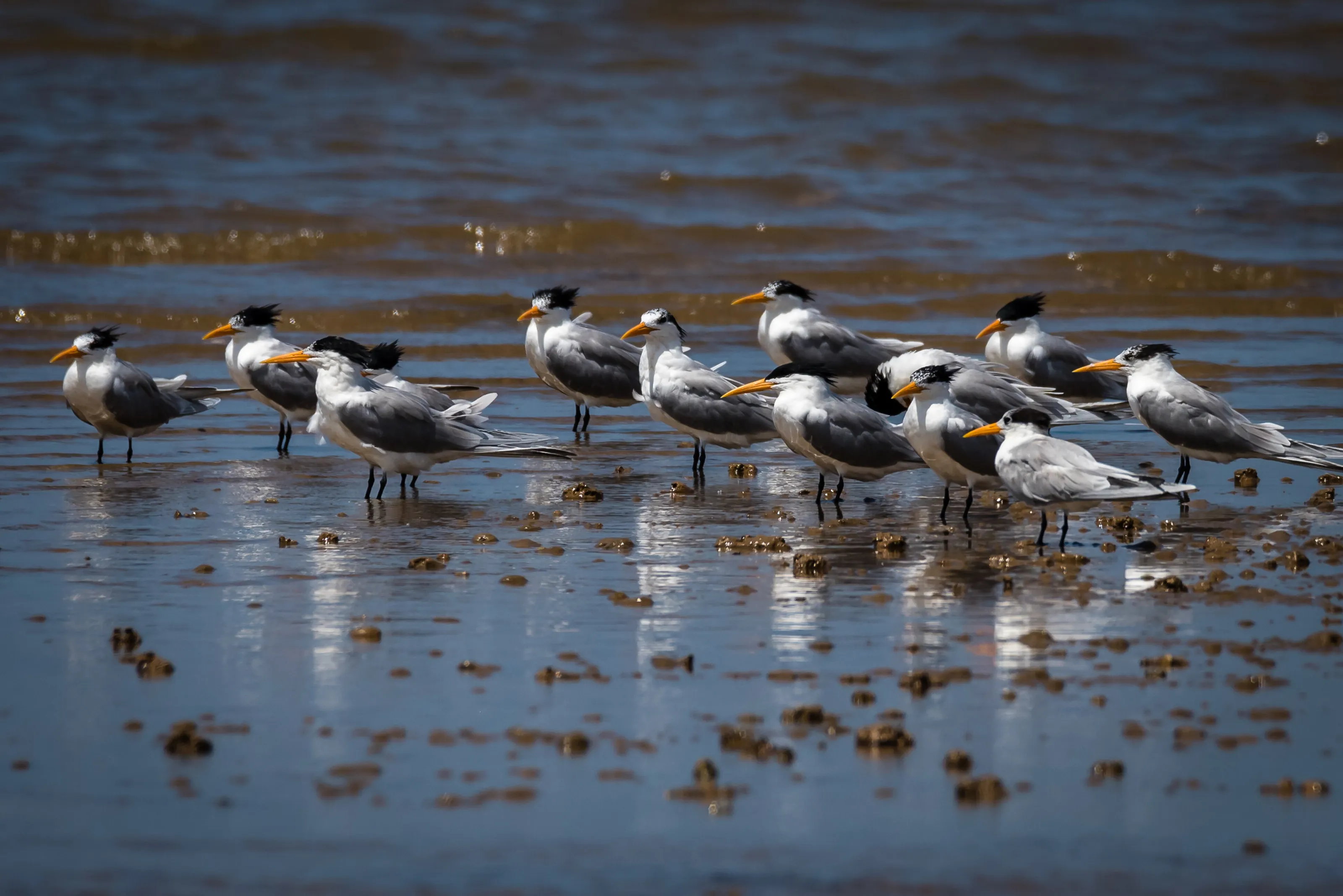 Terns at Krabi - Thailand