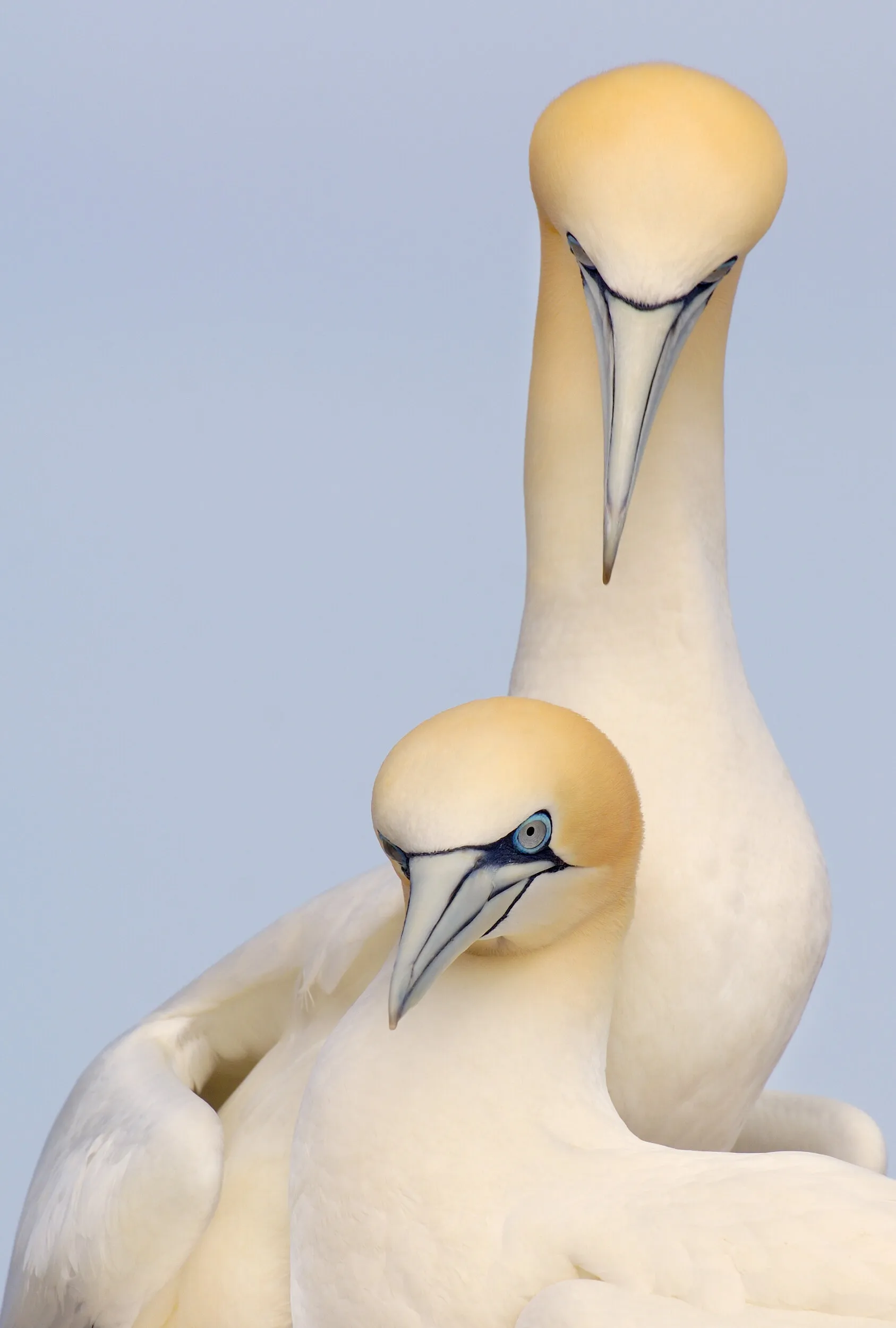 NORTHERN GANNETS
