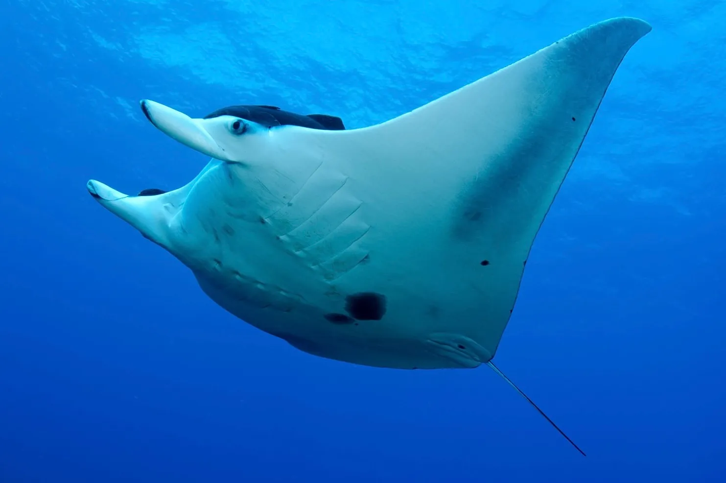 Rays (cartilaginous fish)