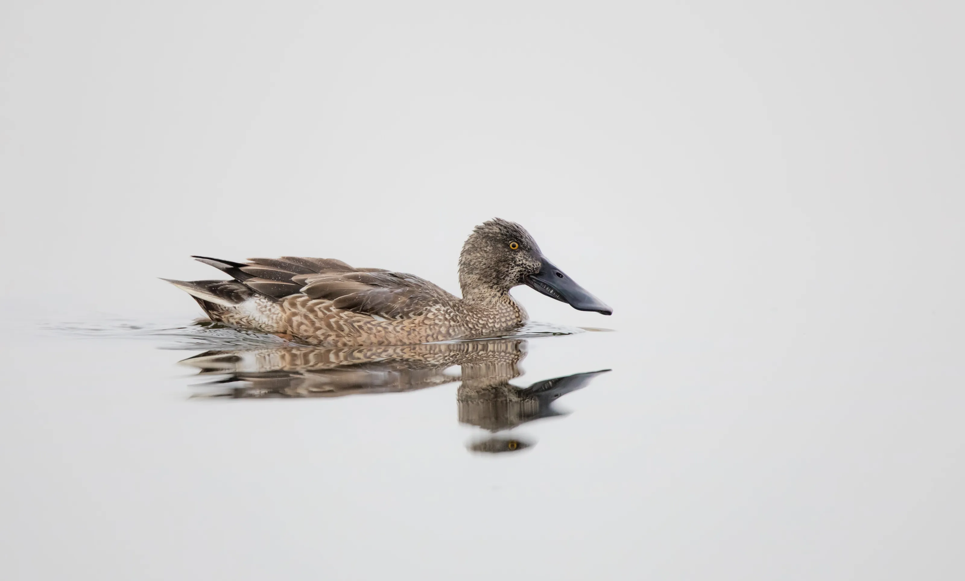 Female Shoveler
