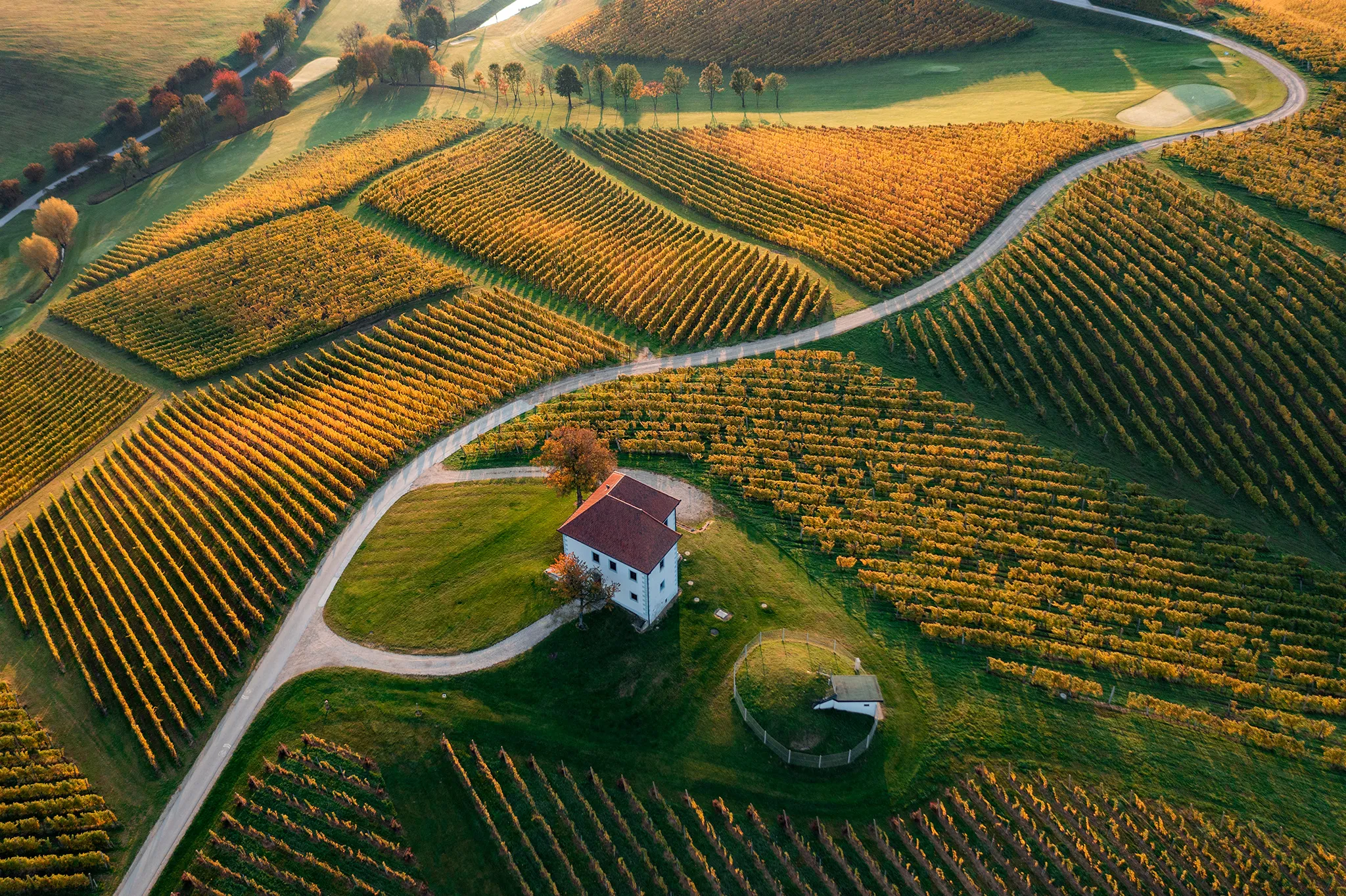 Golden hill