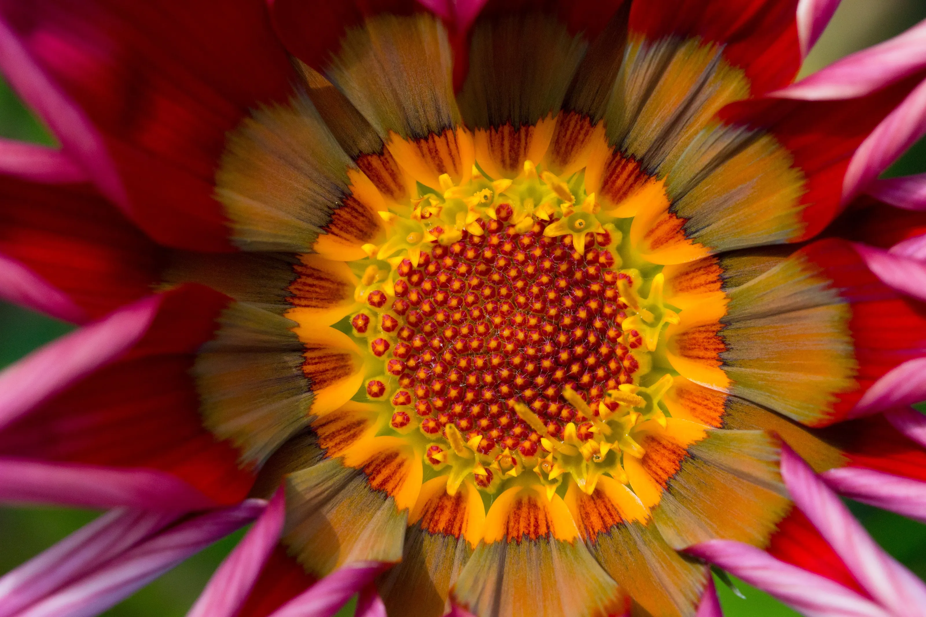 Gazania
