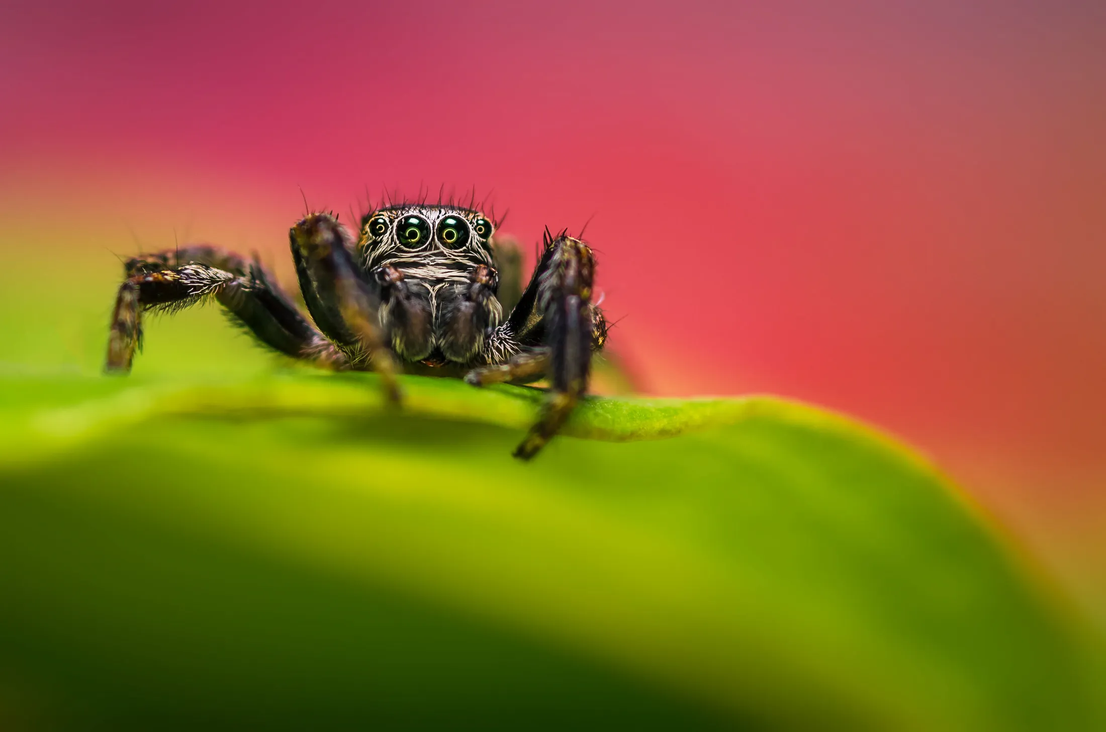 Jumper spider