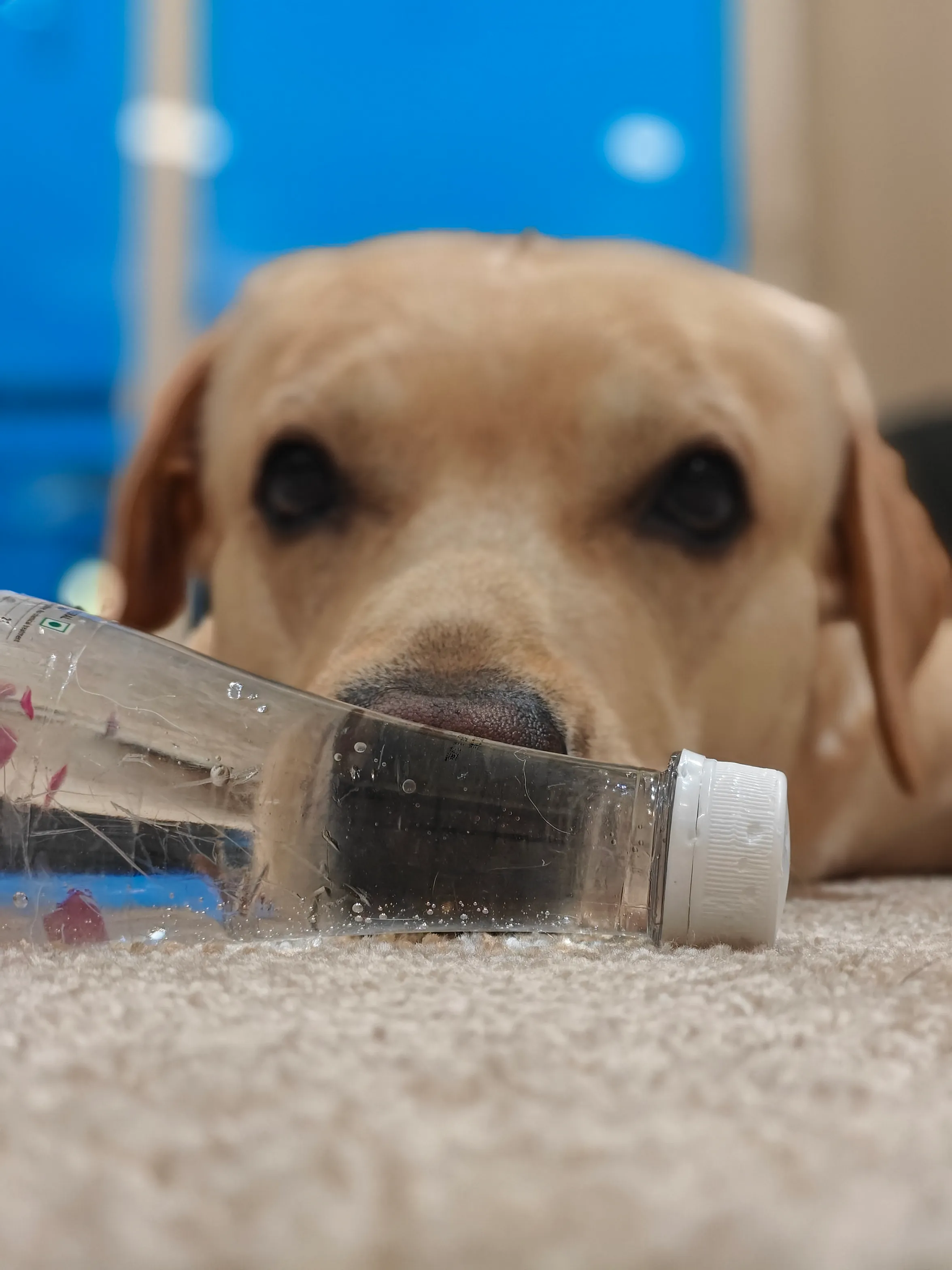 PawtraitPerspective | Gorudo's Sparkling water