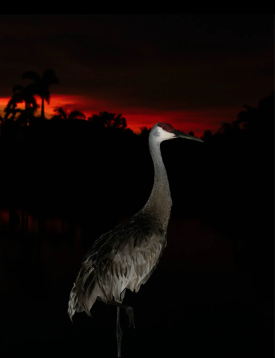 Bird in the sunset