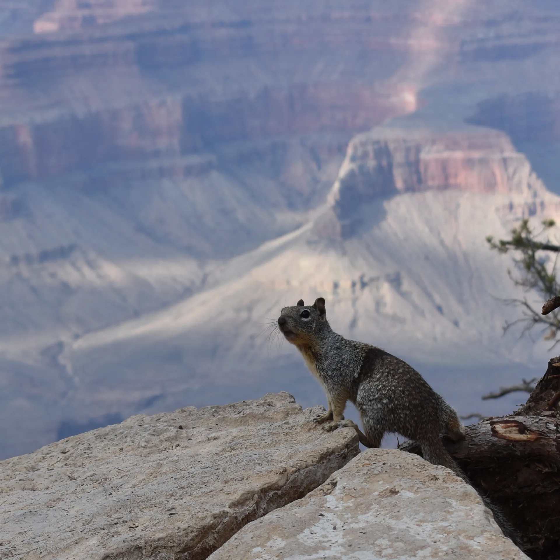 Squirrel