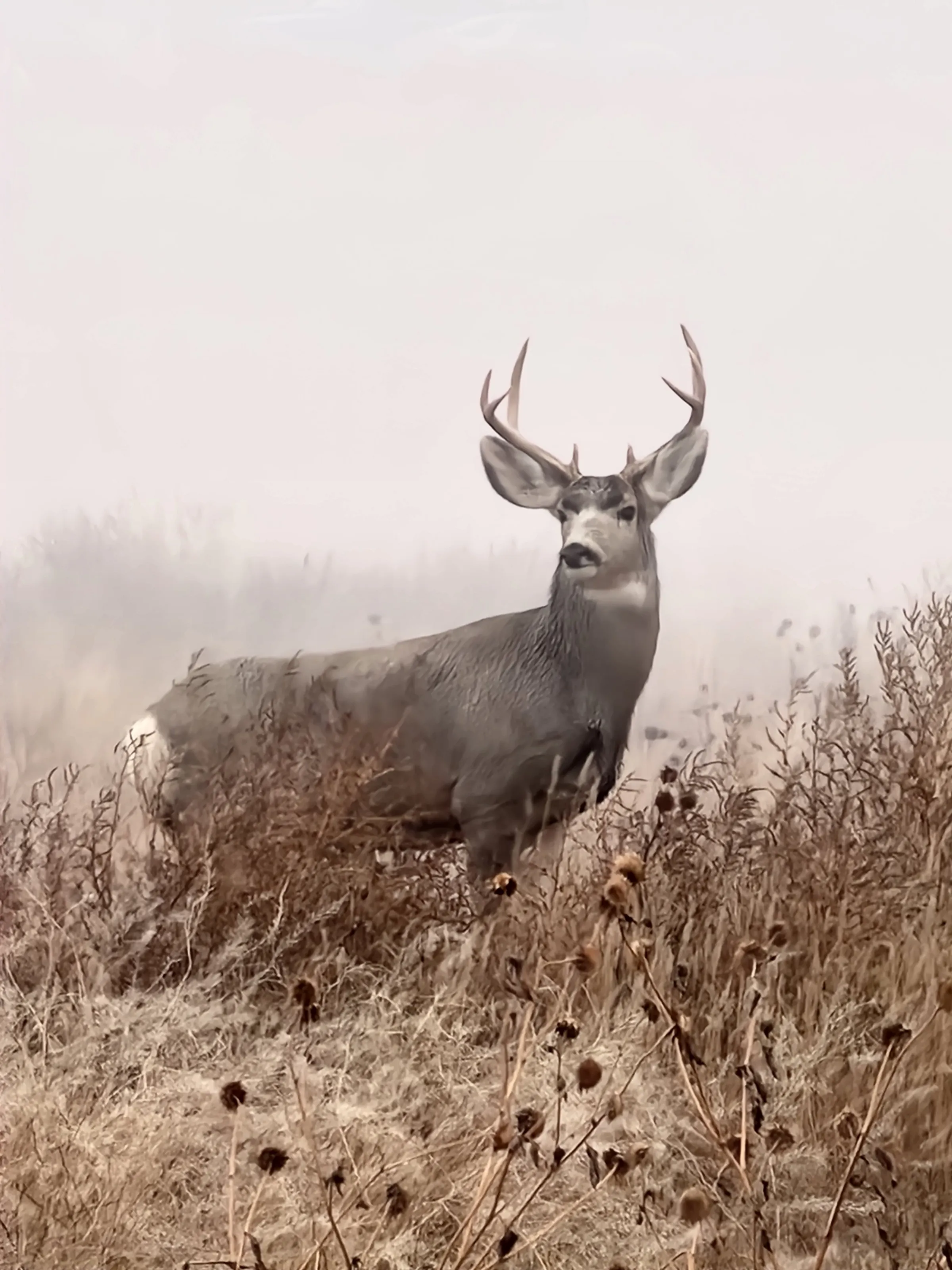 The buck in the mist