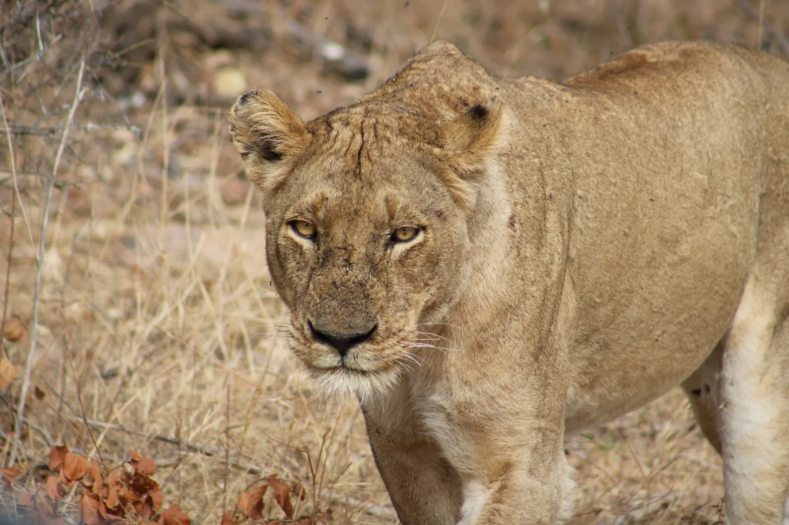 Lioness of Kruger National Park