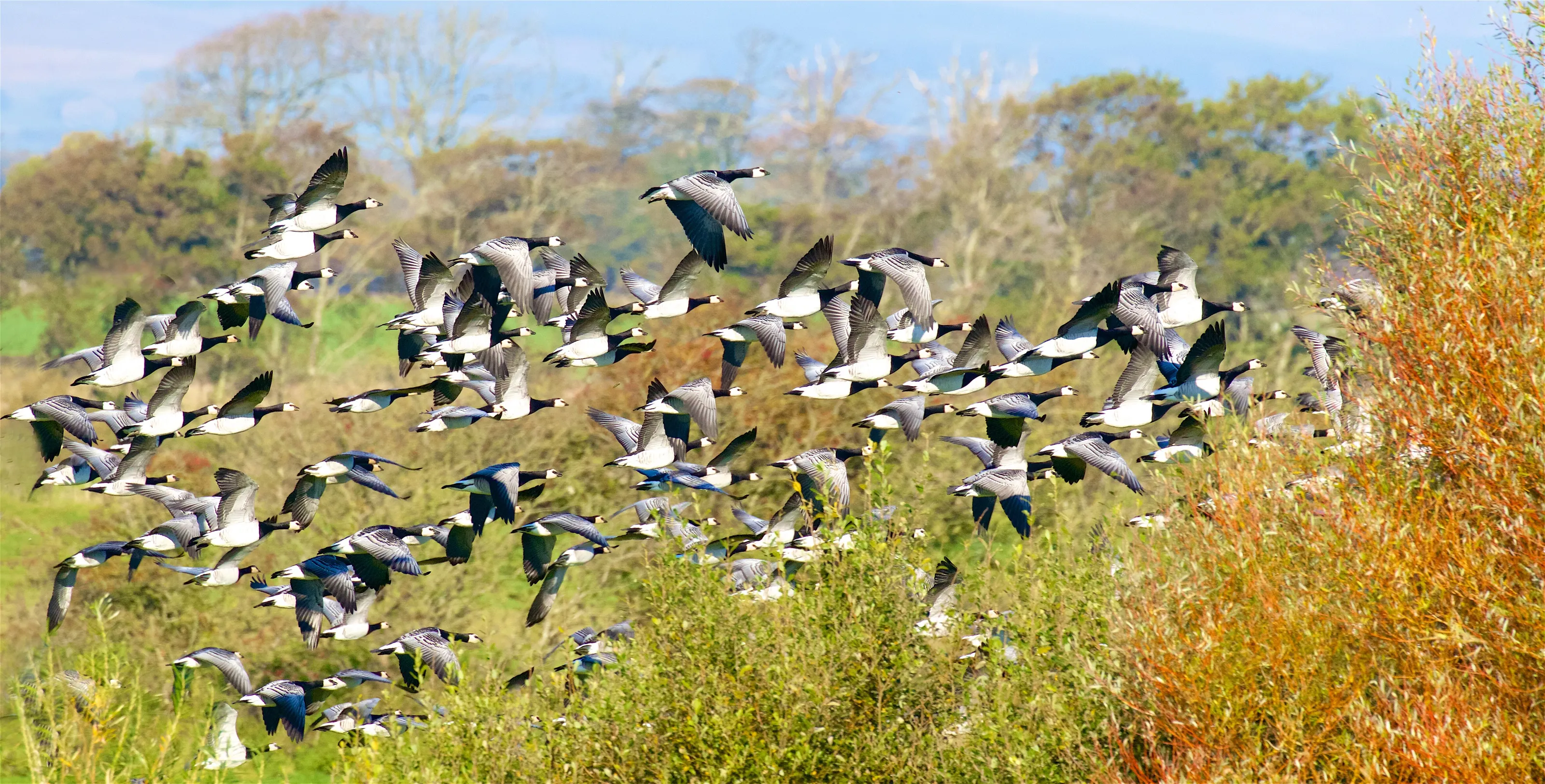 Barnacle Geese Autumn Arrival