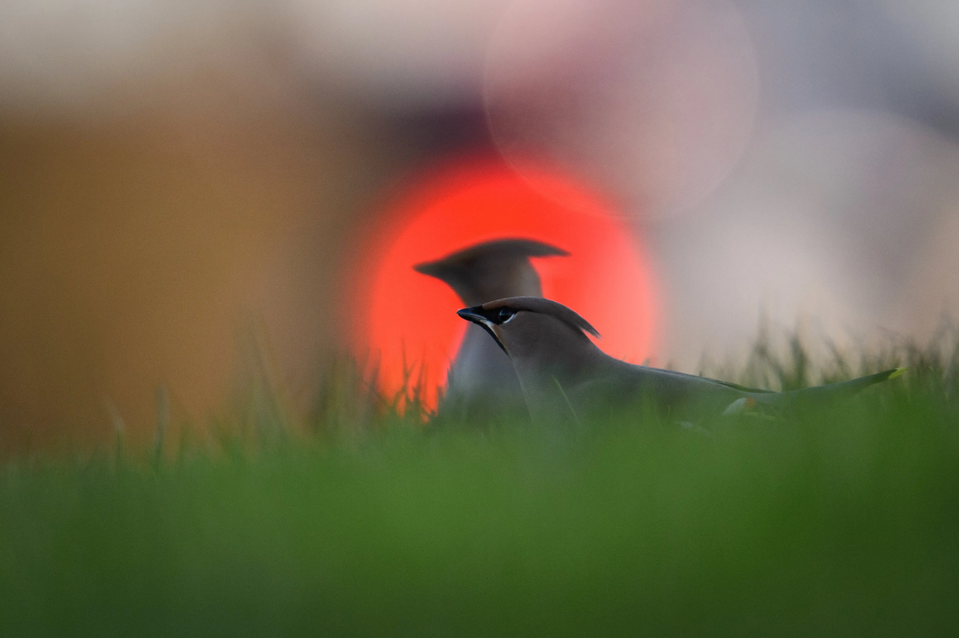 Waxwings