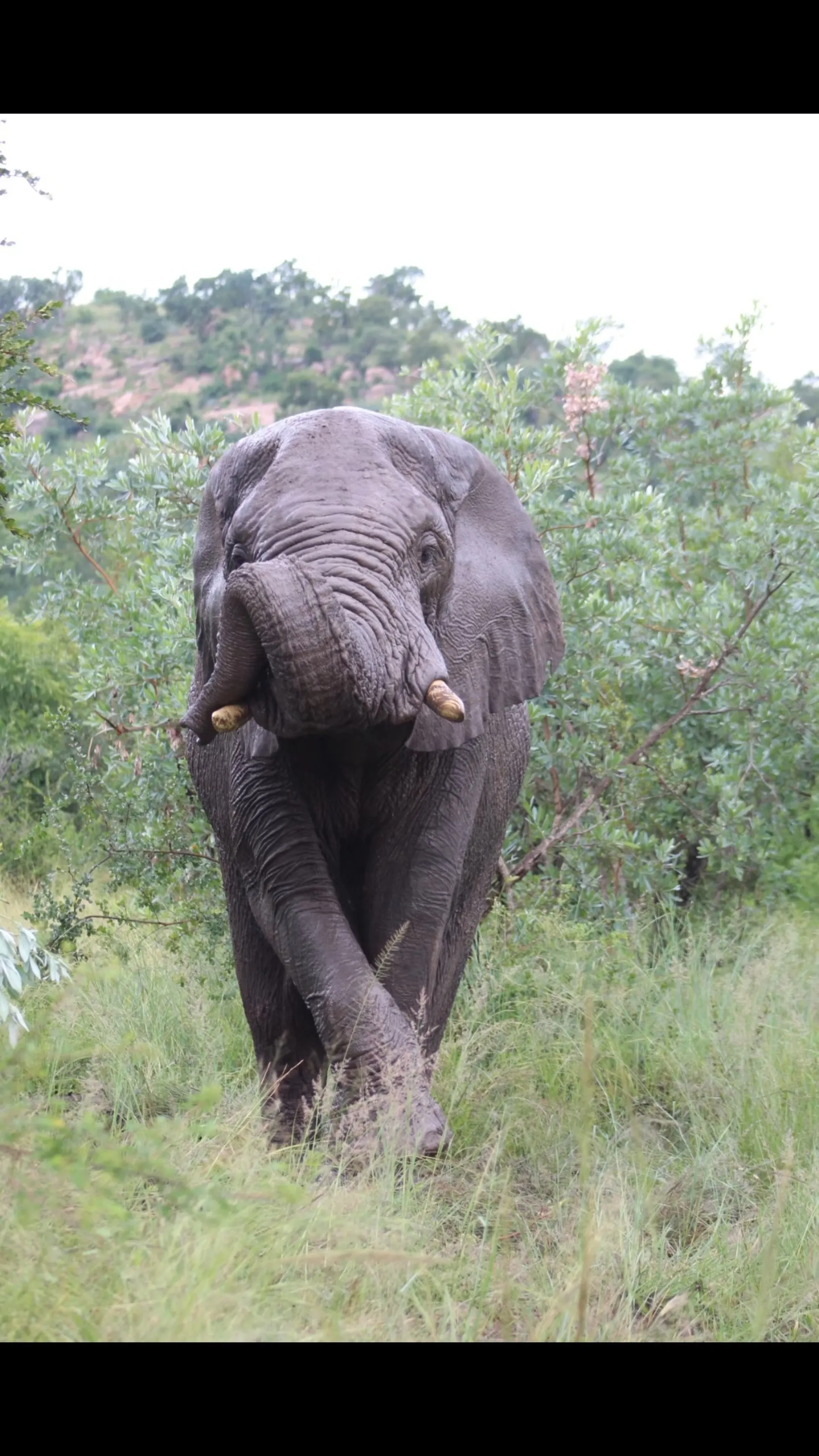 An Elephant of the KNP