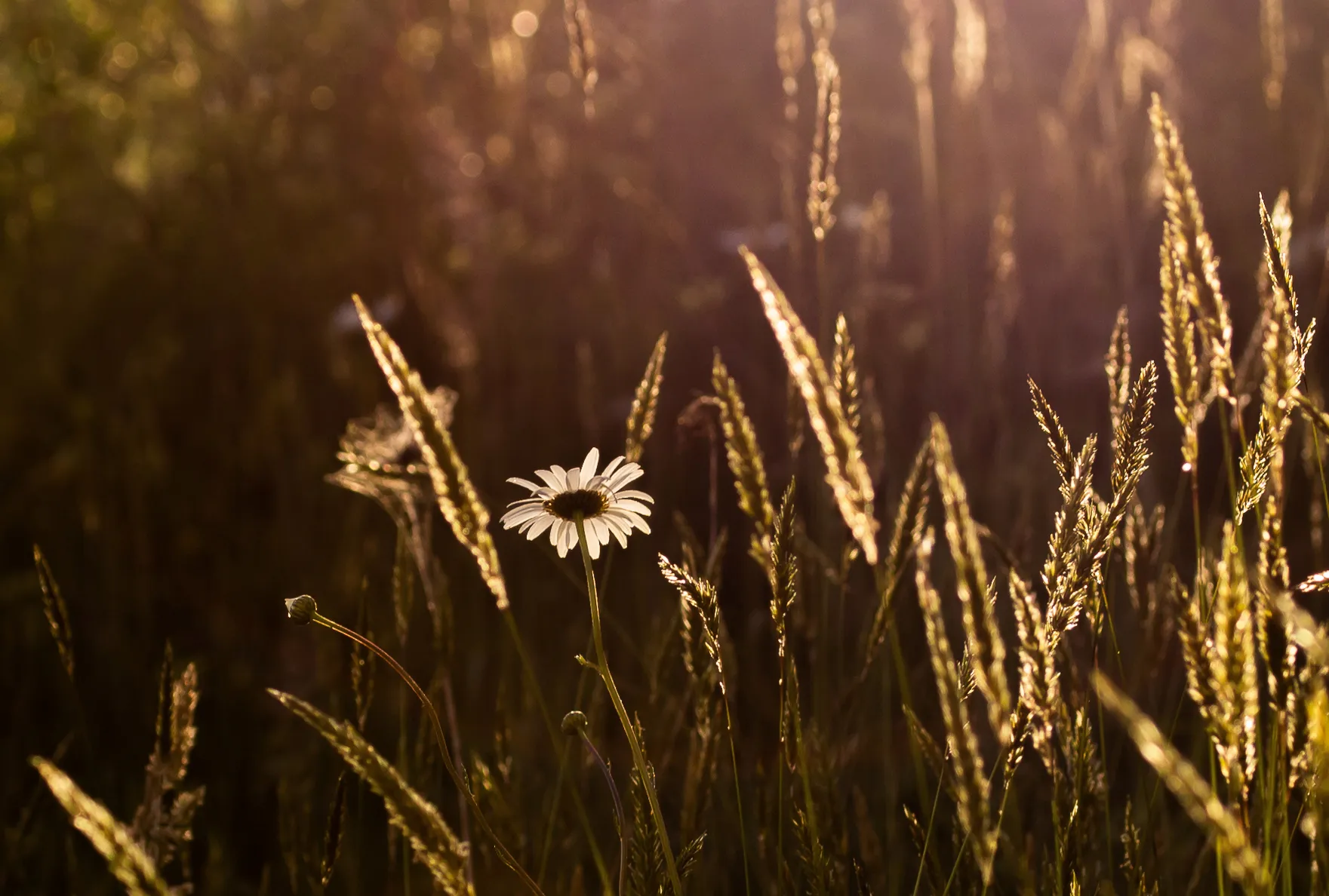 Beautifully Backlit (in colour)