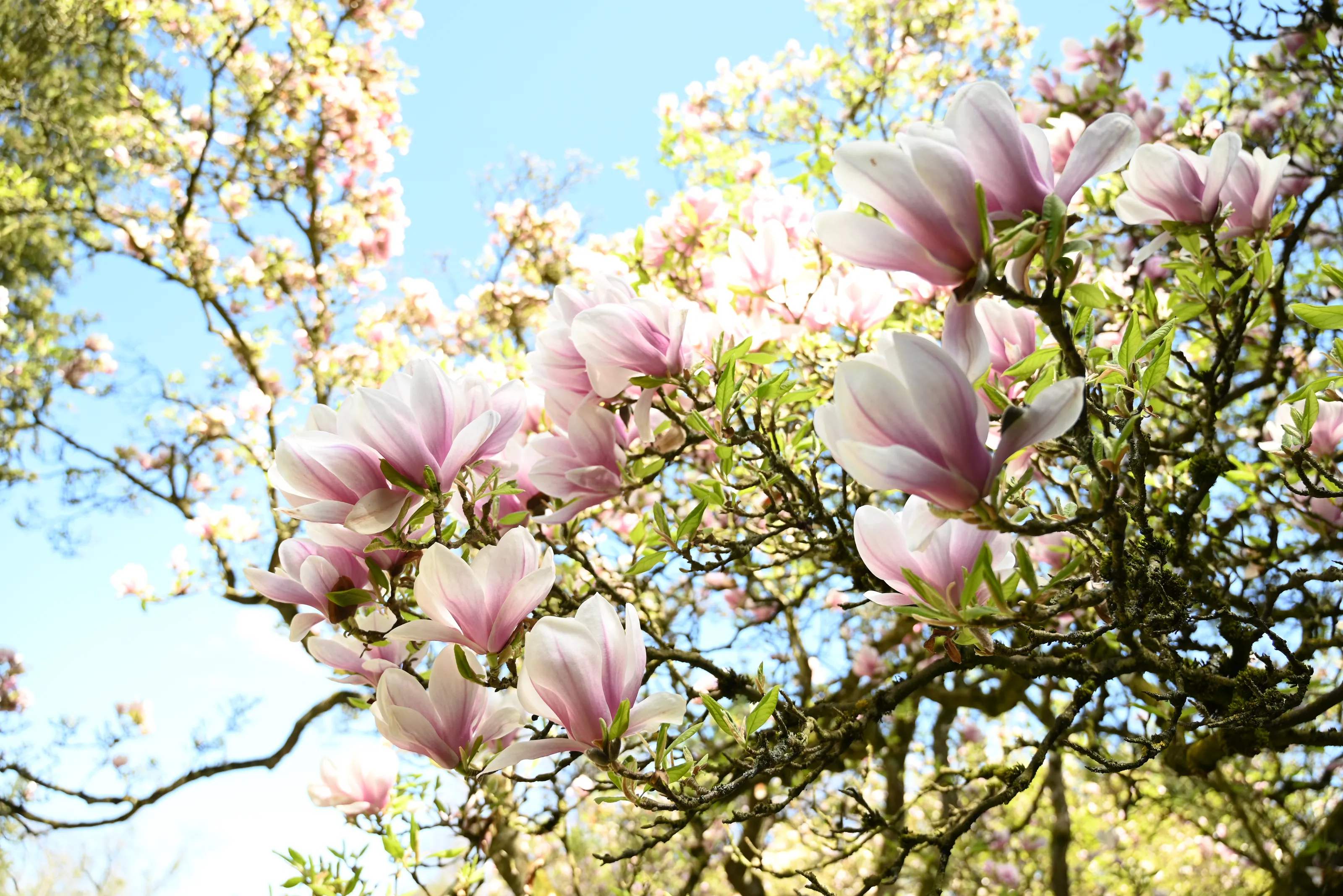 Magnolia Bloom