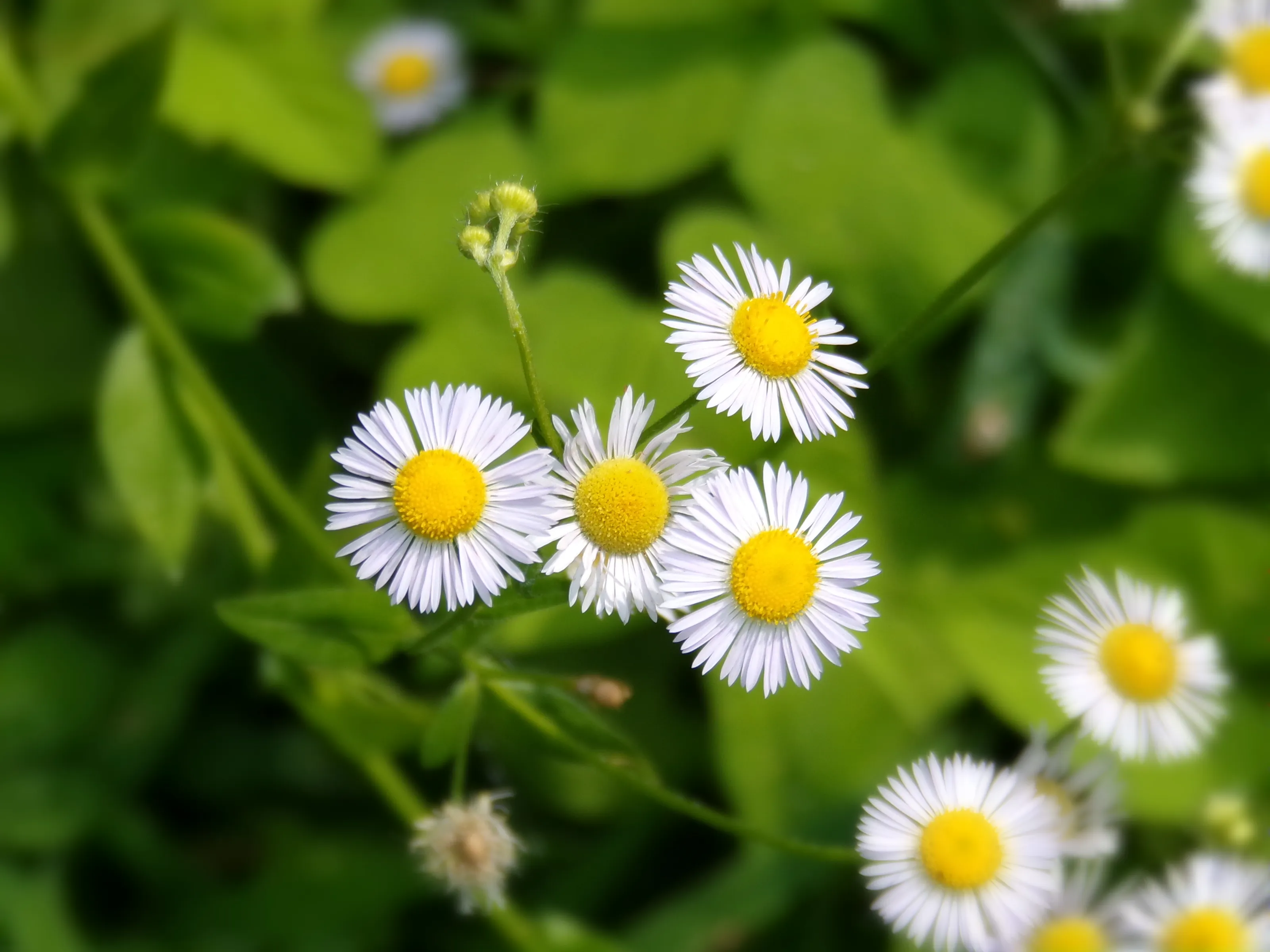 Wild Daisies