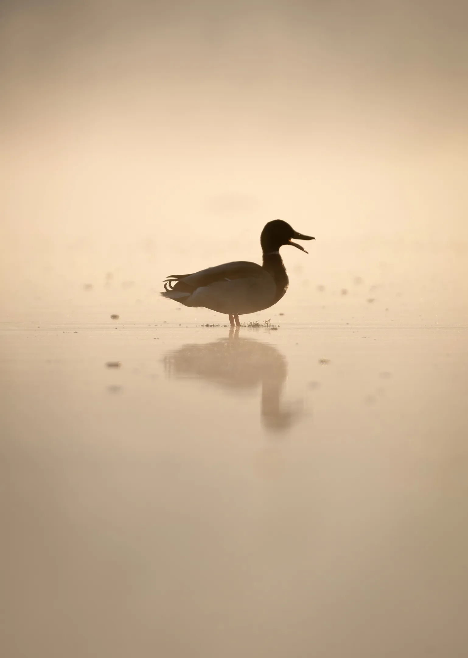 Whispers in the Mist