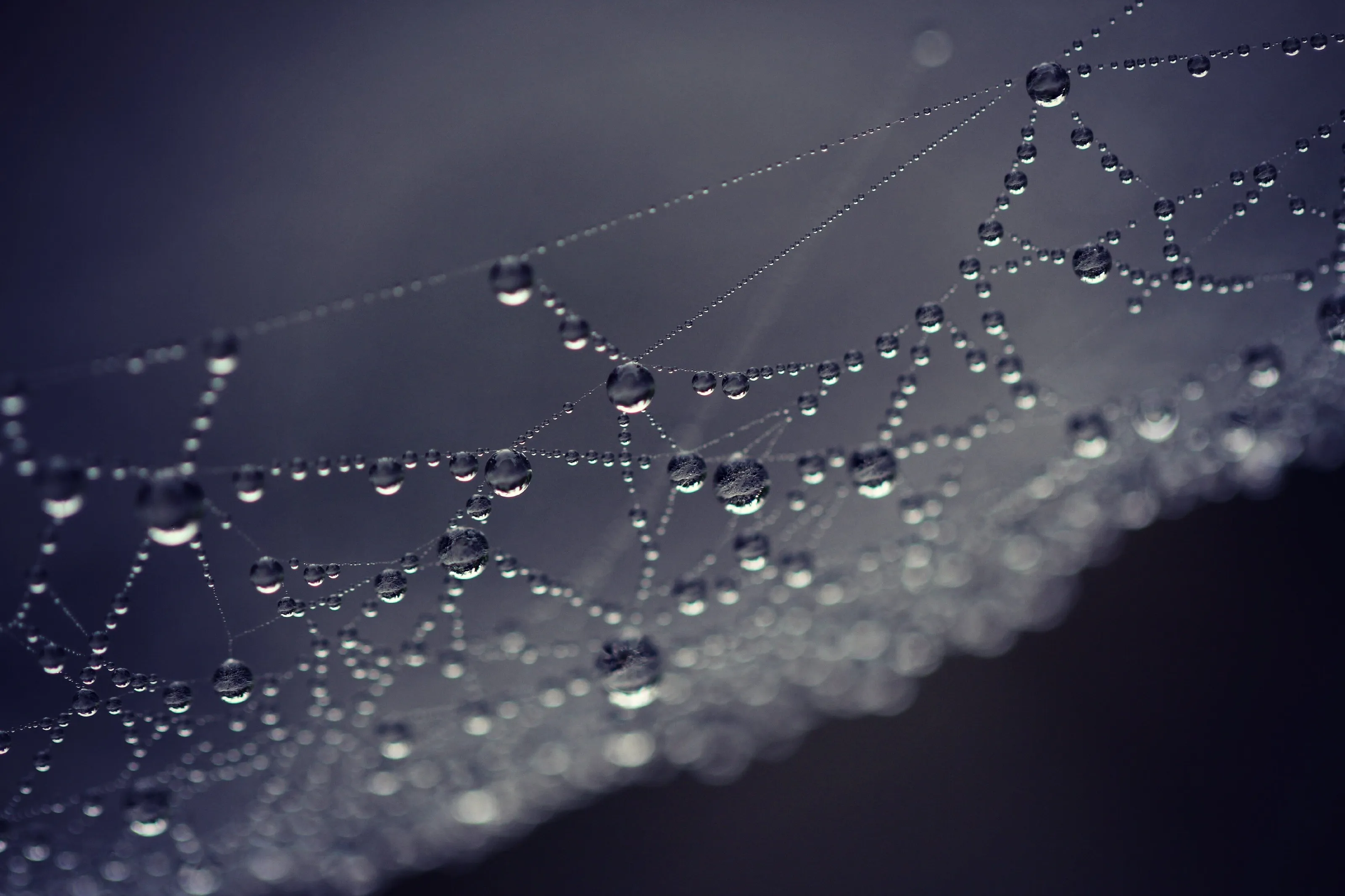 Frosty Web