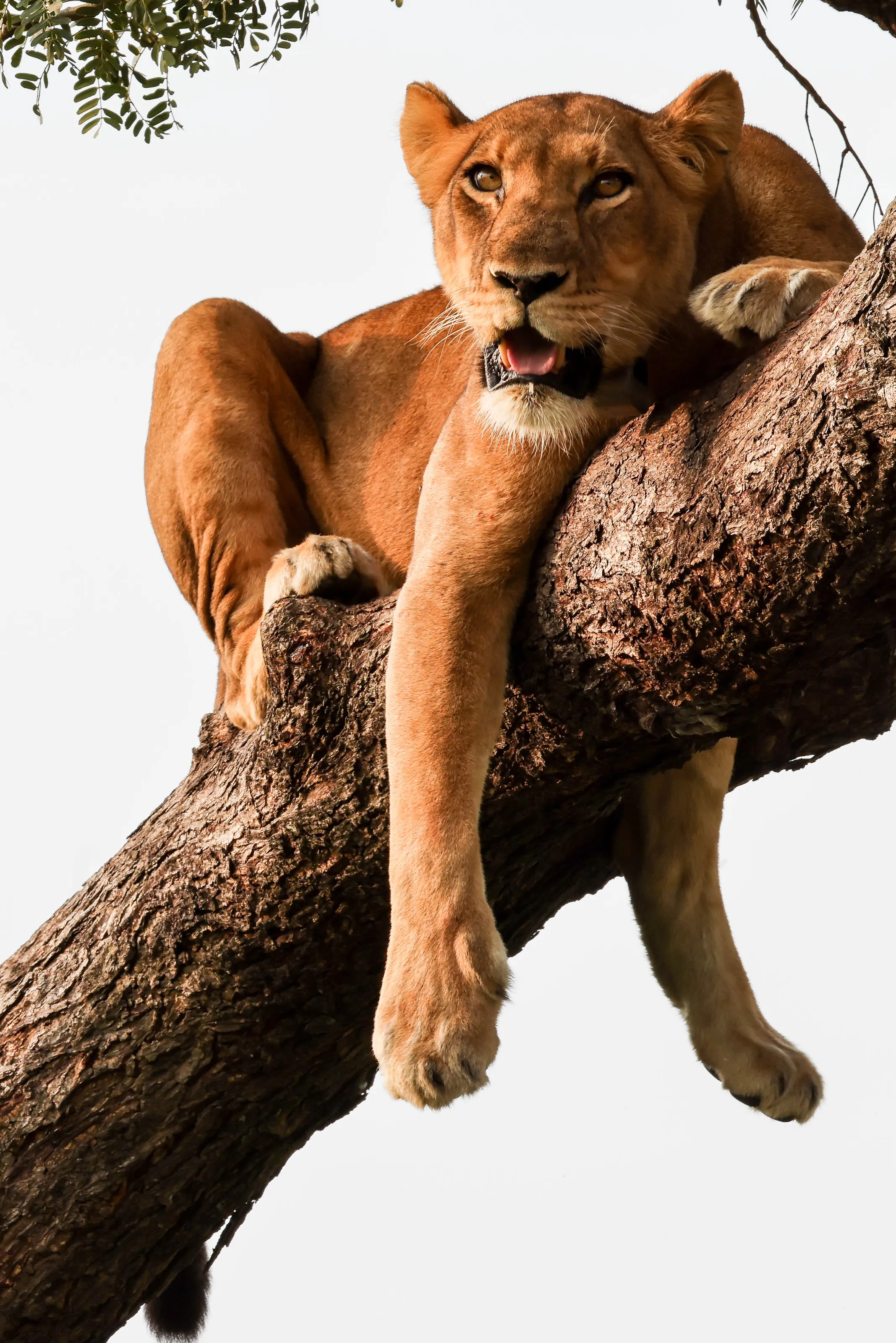 Tree climbing Lion
