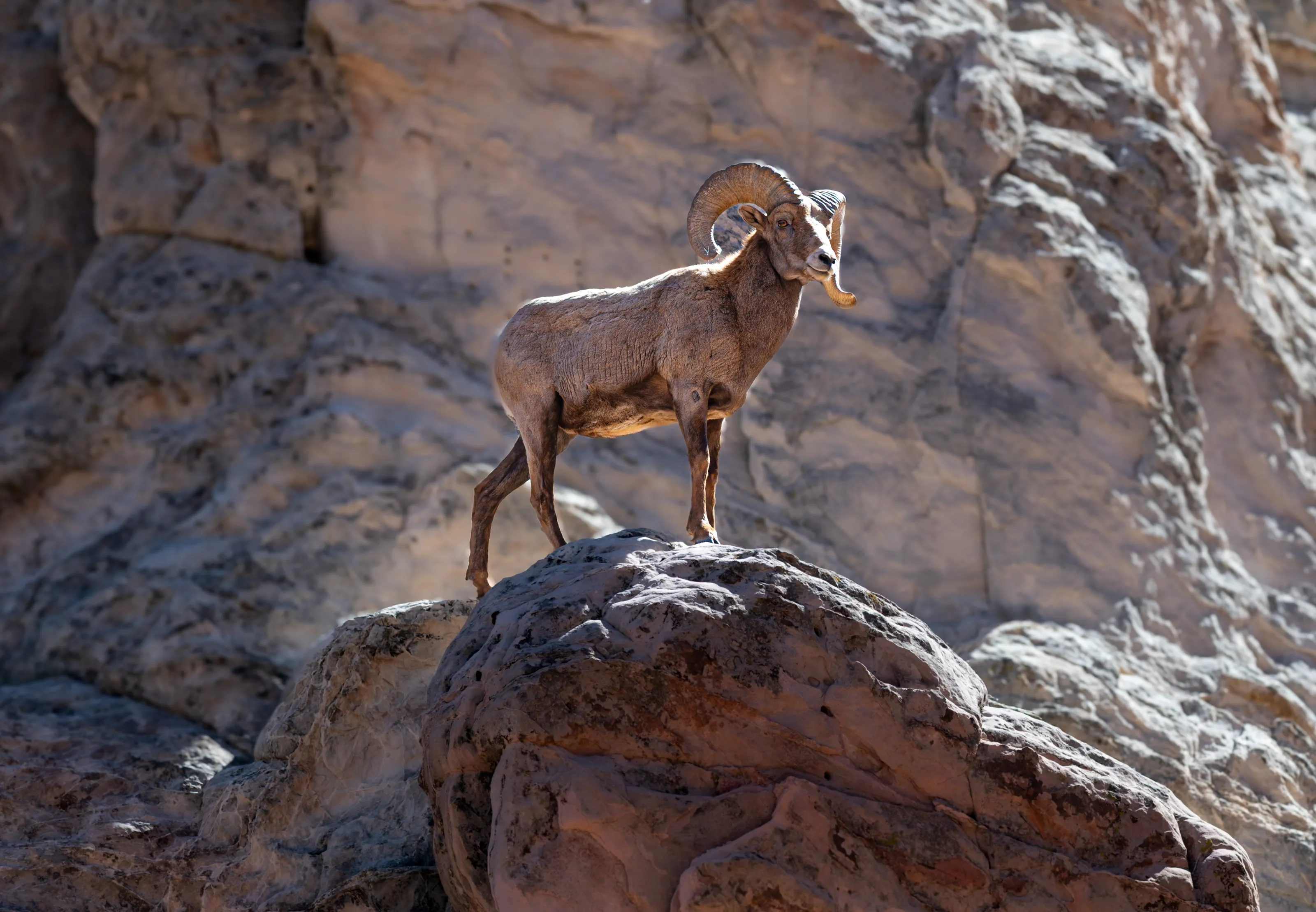 Bighorn Sheep. Garden of the Gods, CO.