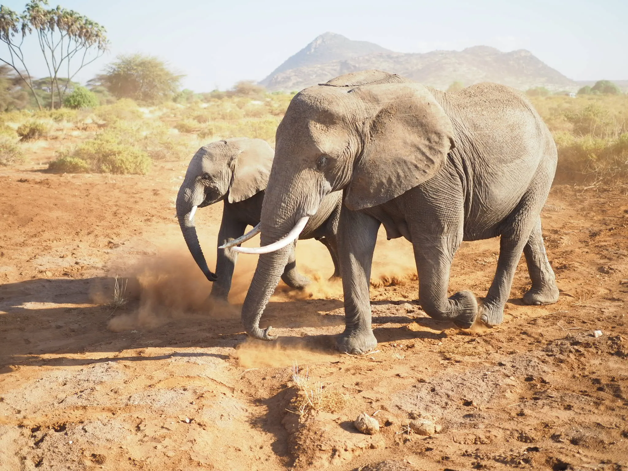 Elephant and her baby
