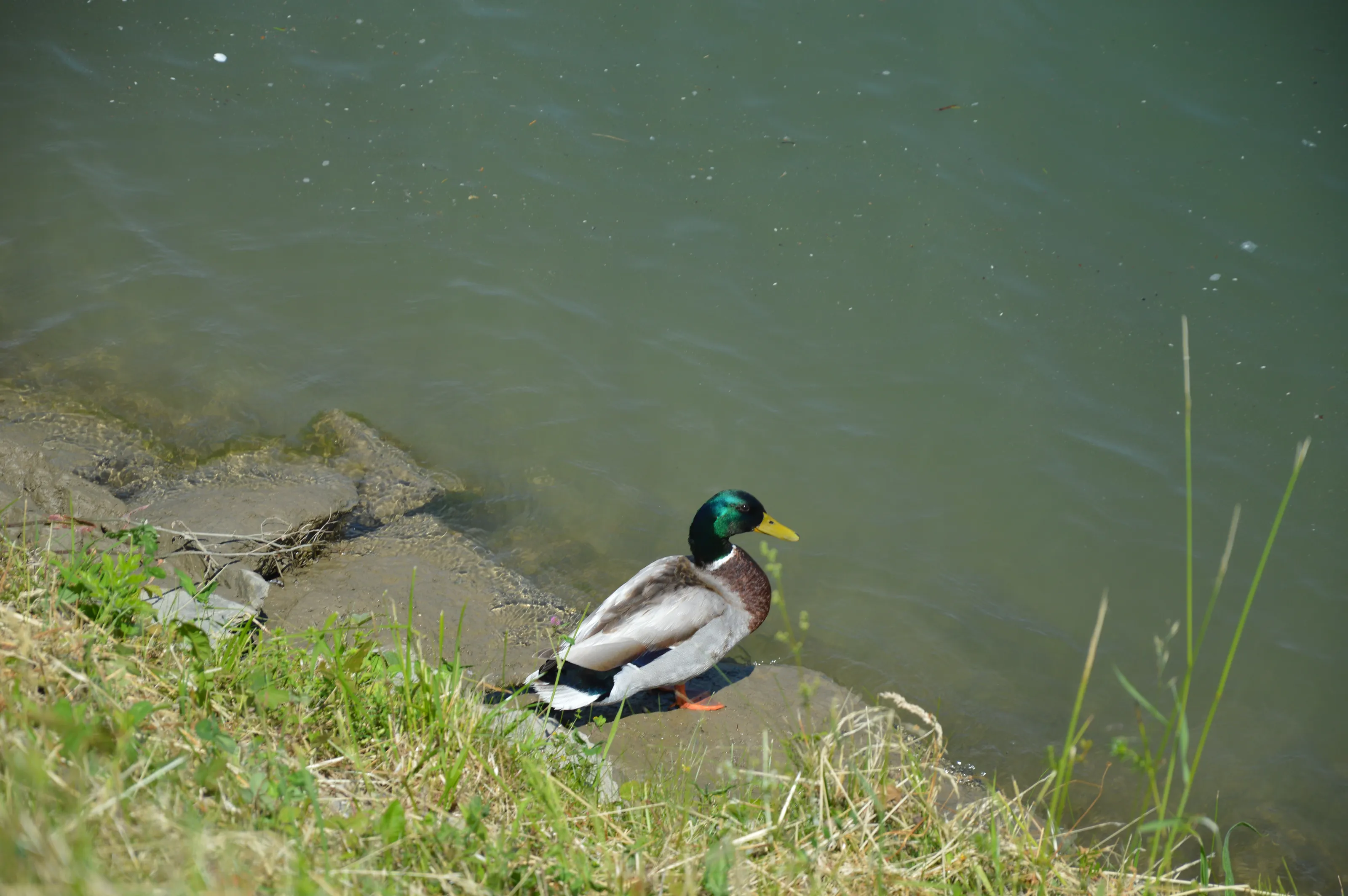 Quack