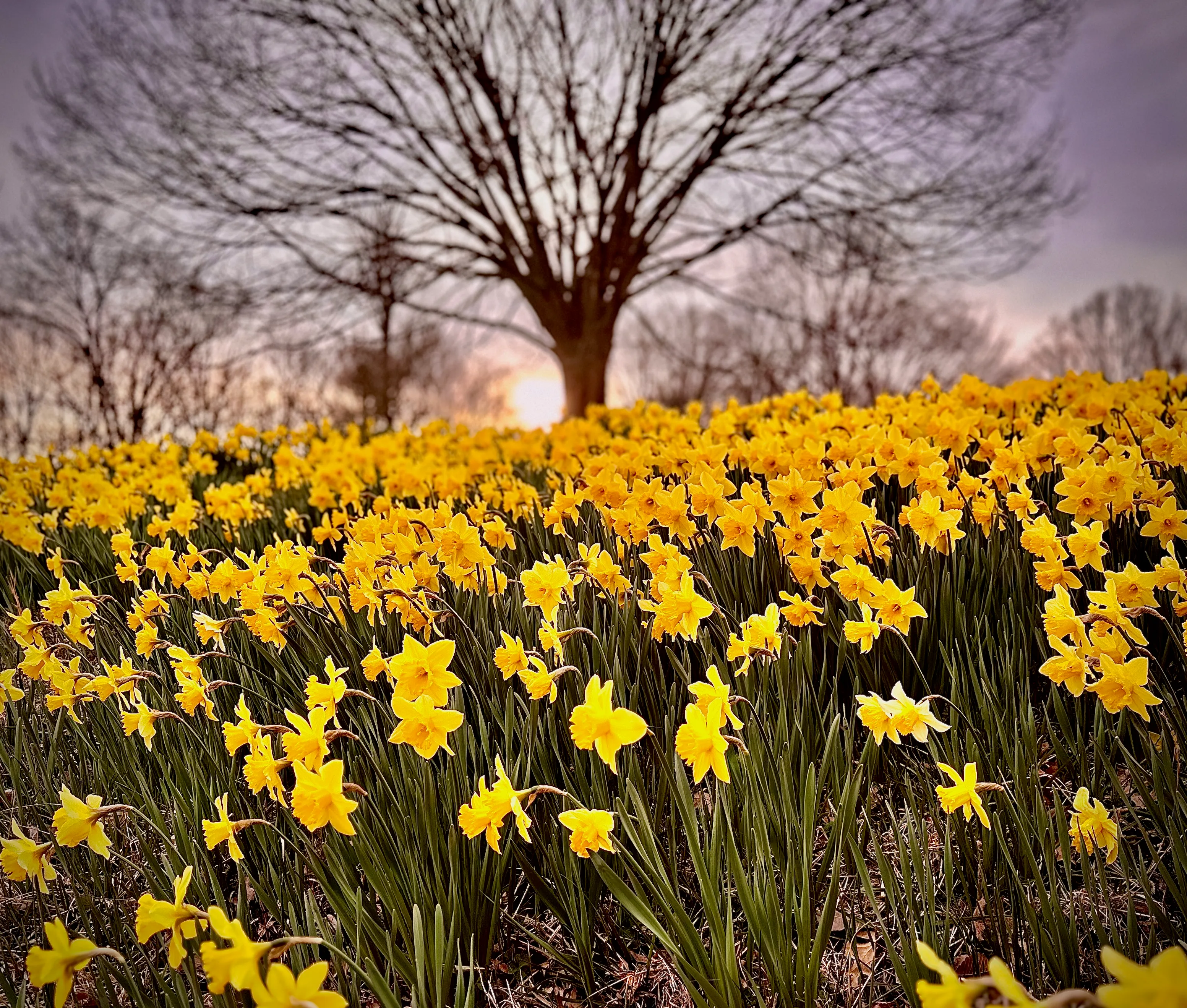 Daffodil Hill