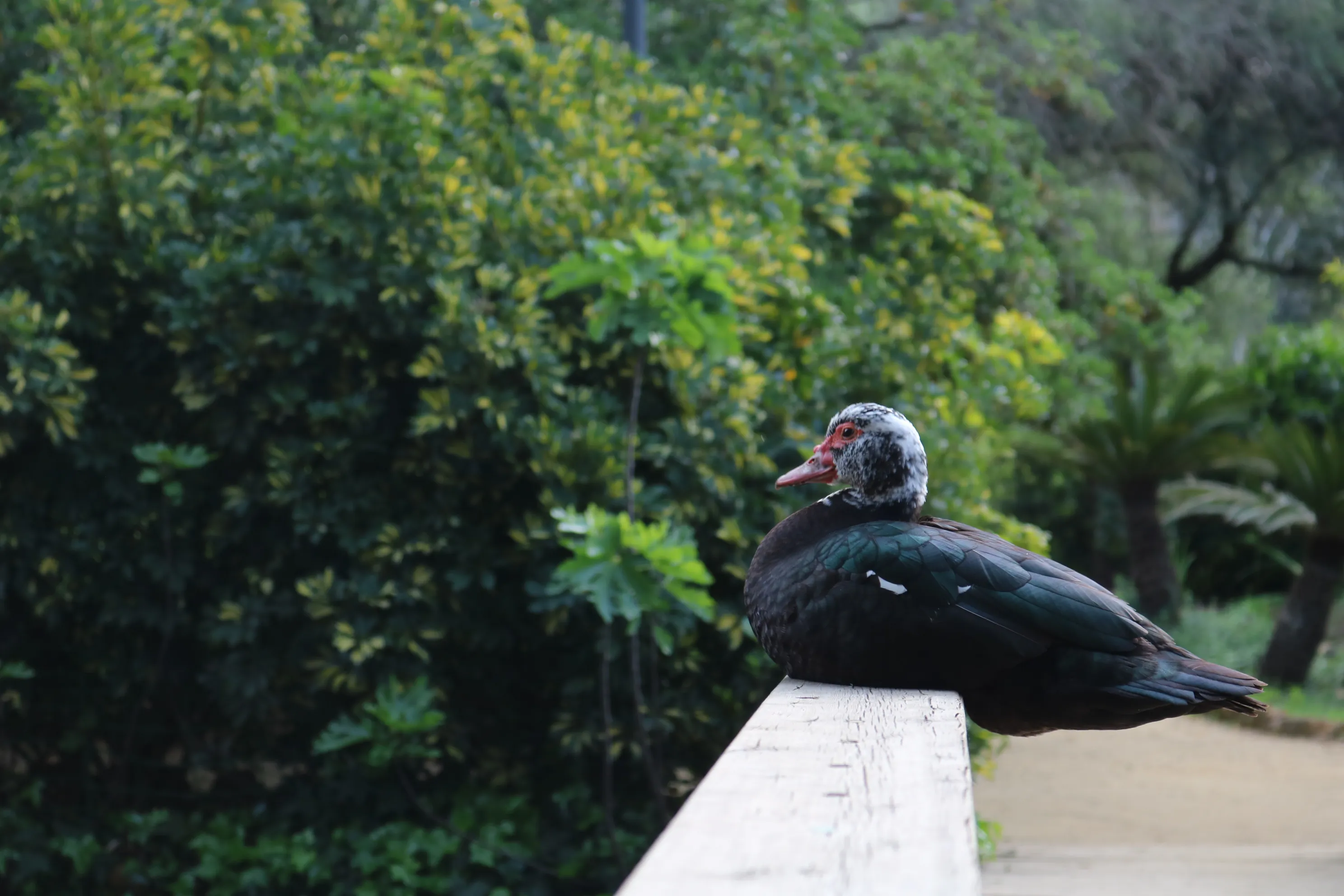 Muscovy Duck chilling into life.